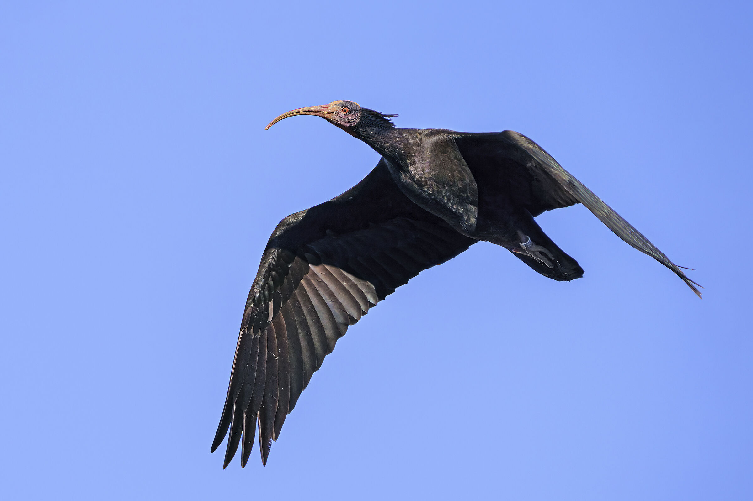 Hermit ibis...
