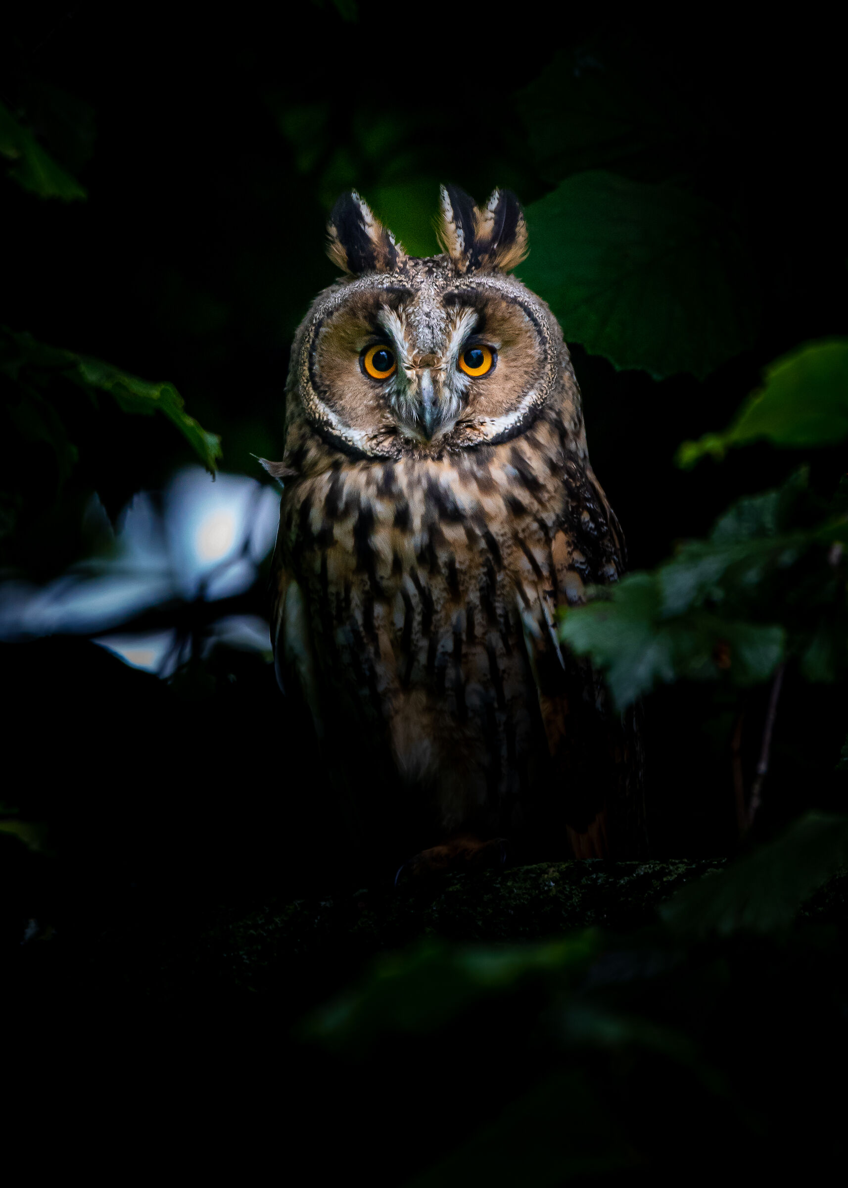 Long-eared Owl...