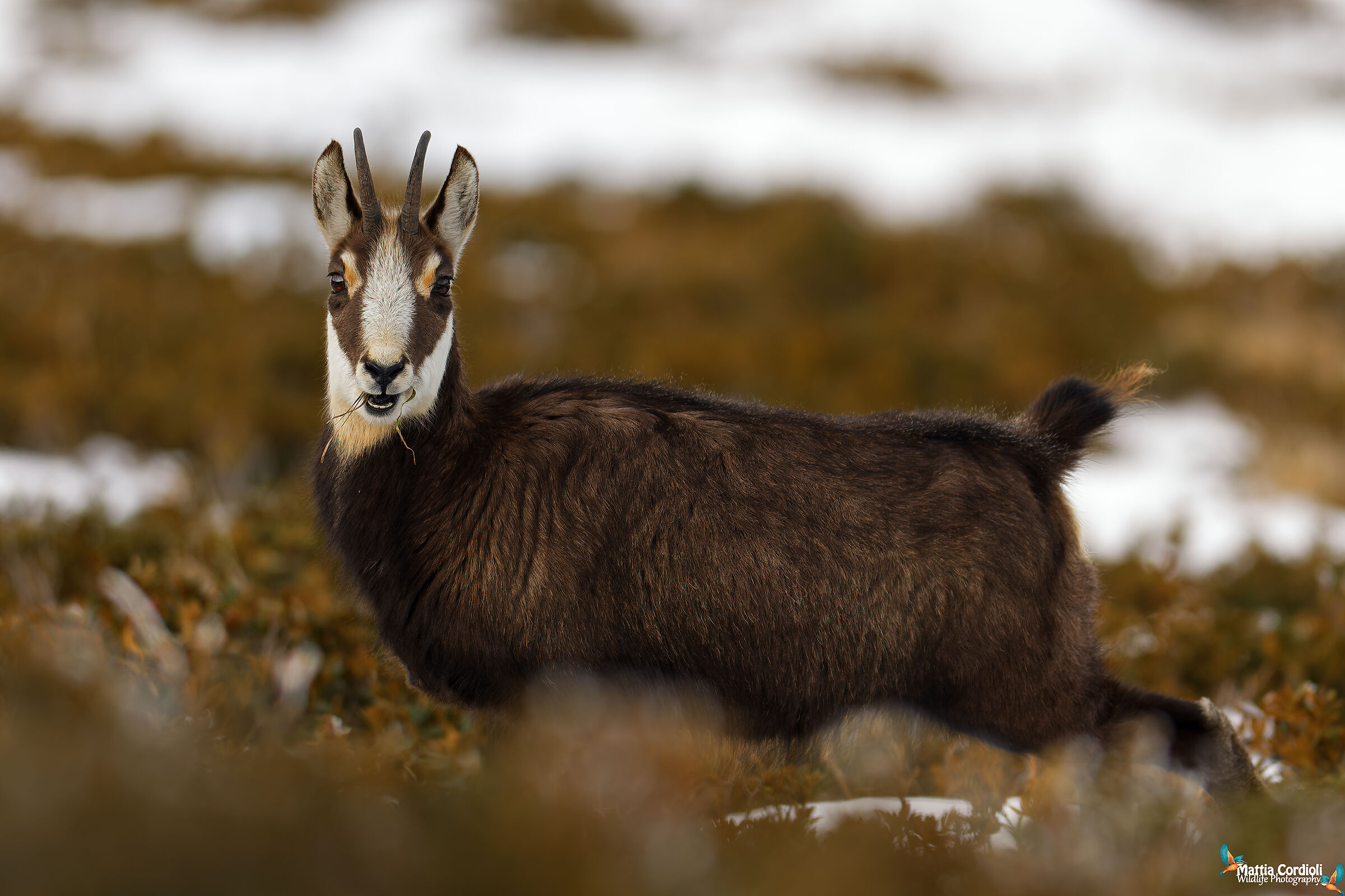 chamois...