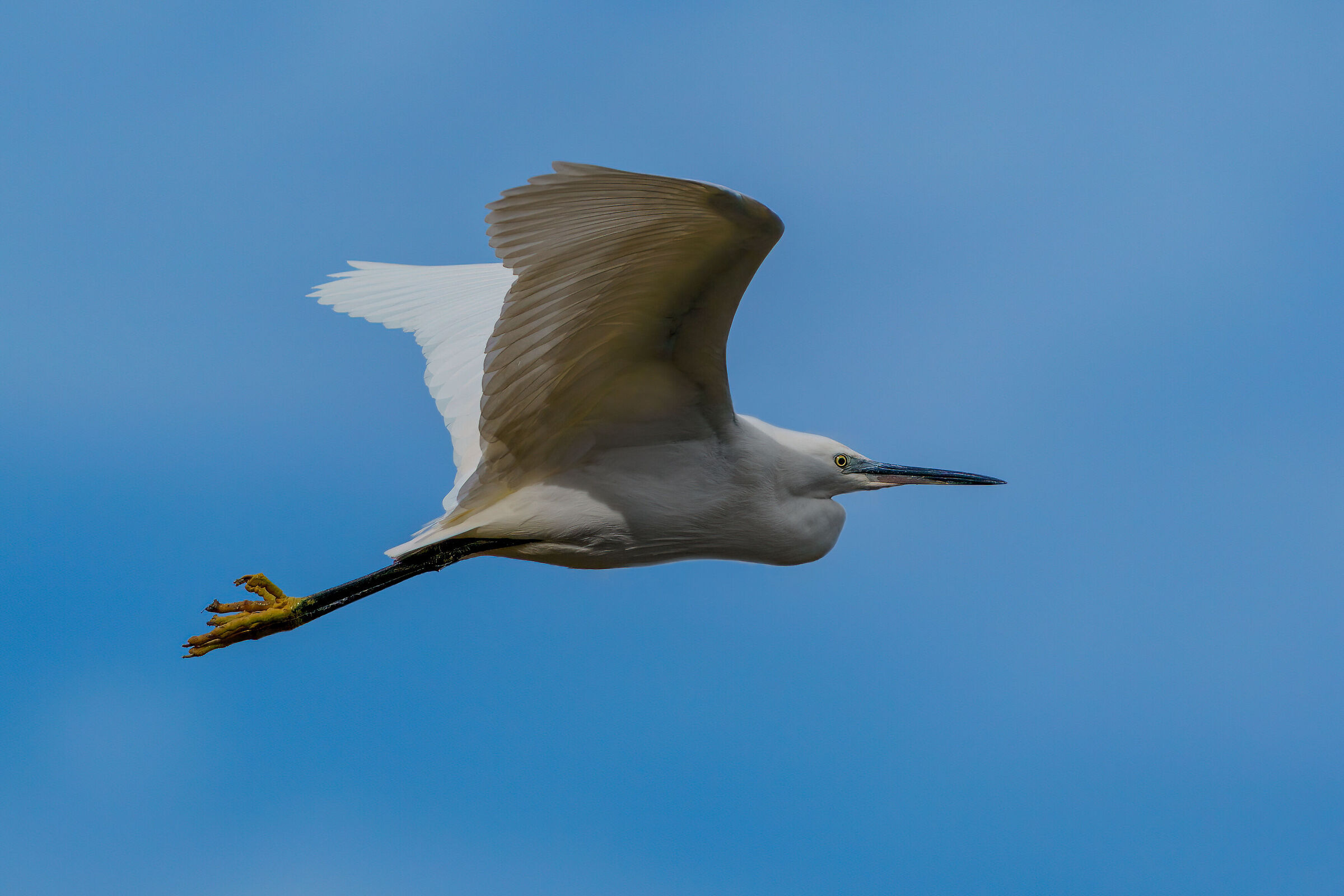 Egret in flight 3...