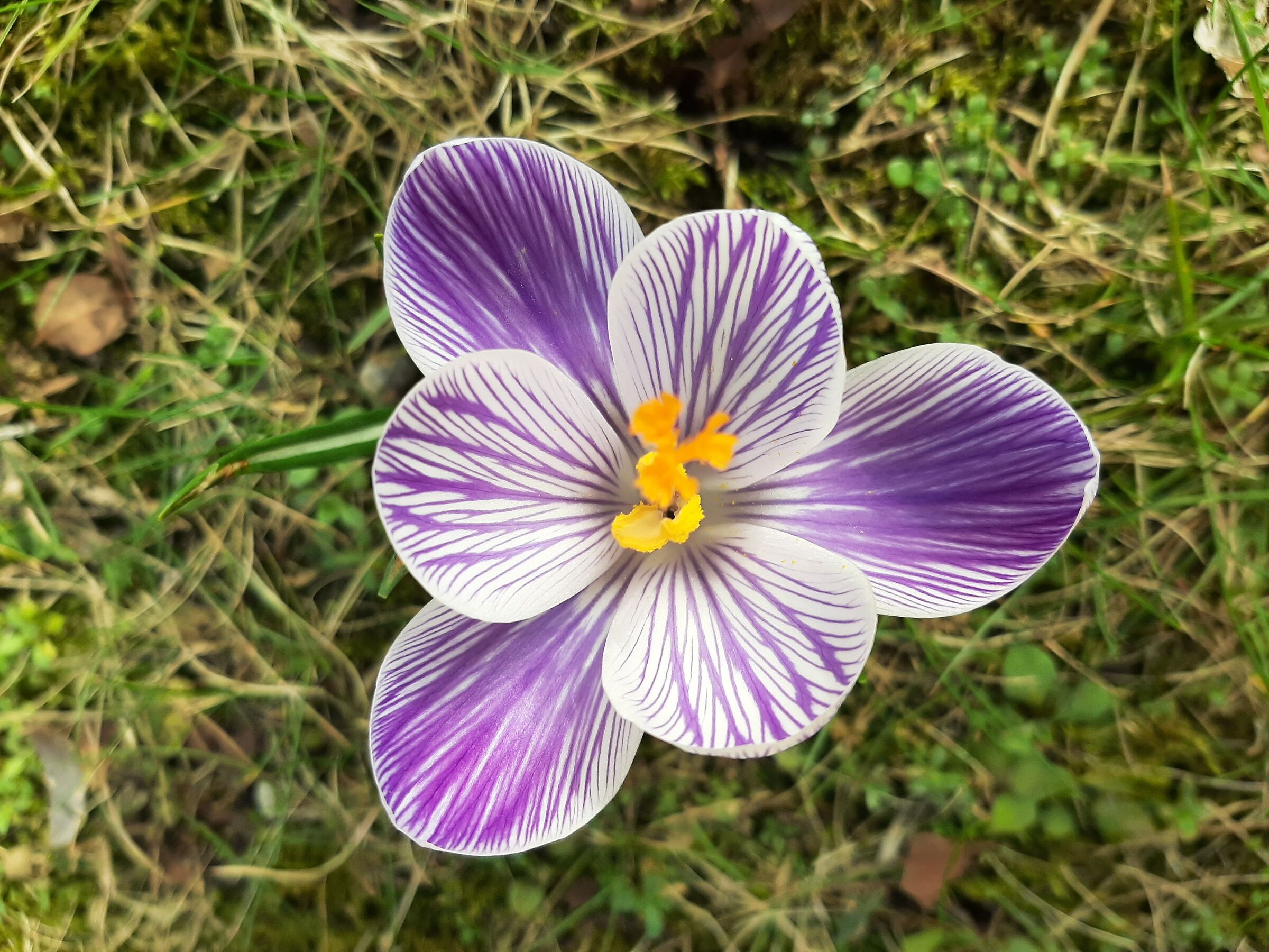 Crocus...