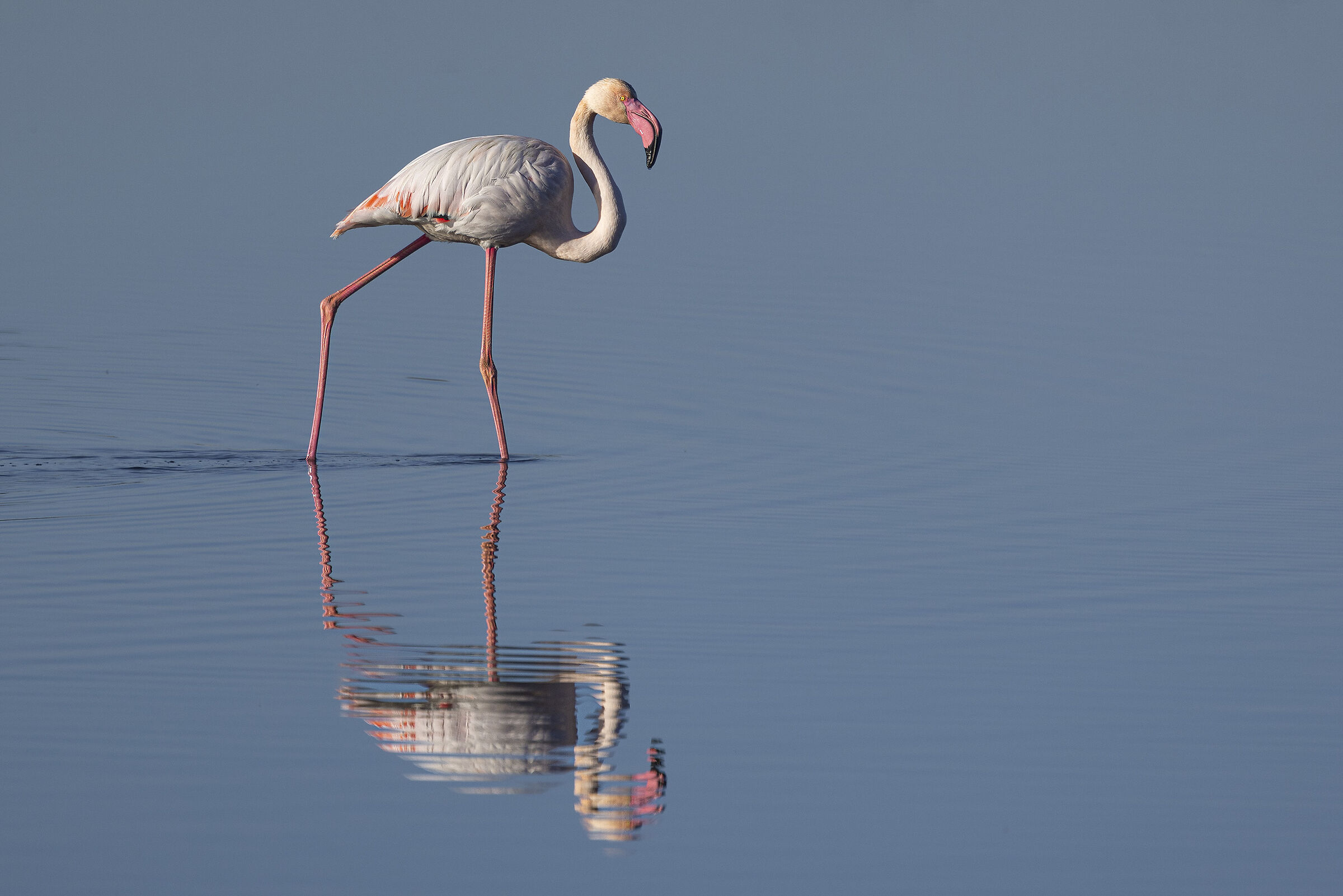 Flamingo of the Peninsula of Giens...