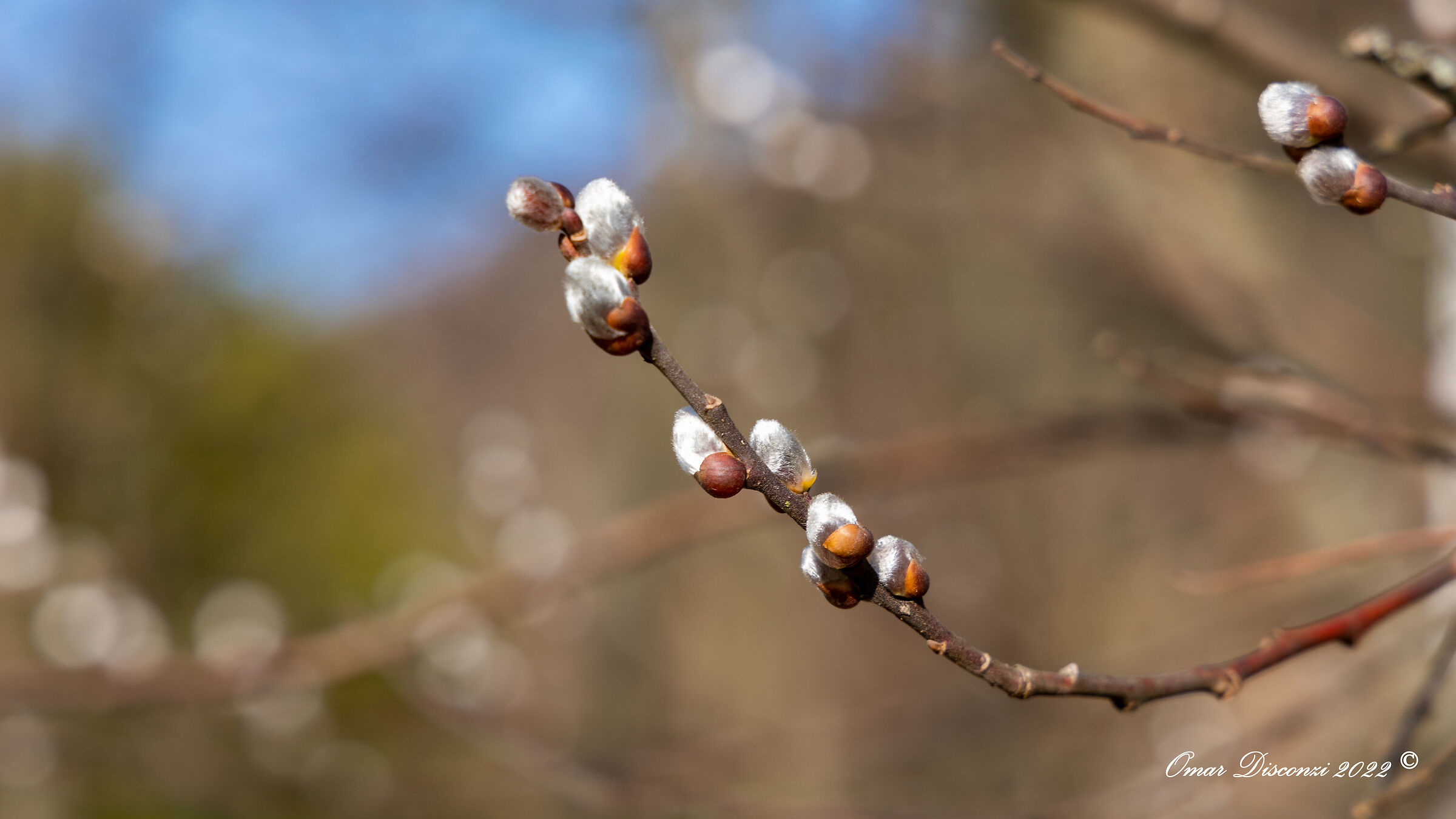 White willow ...