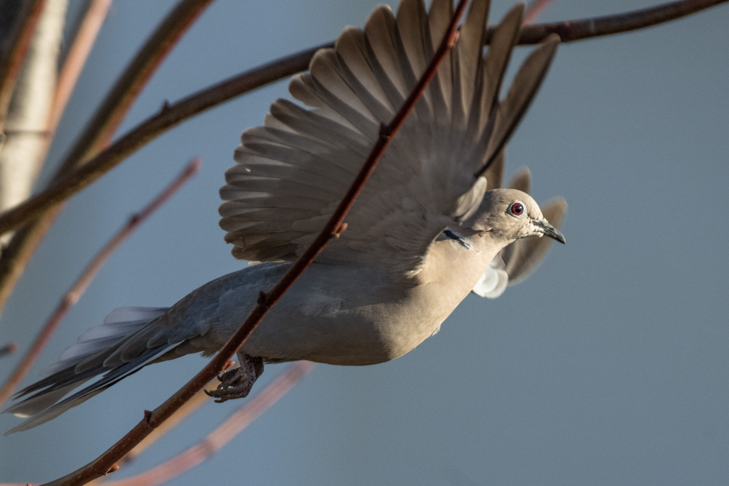 Dove grey in flight (Z9 tests)...