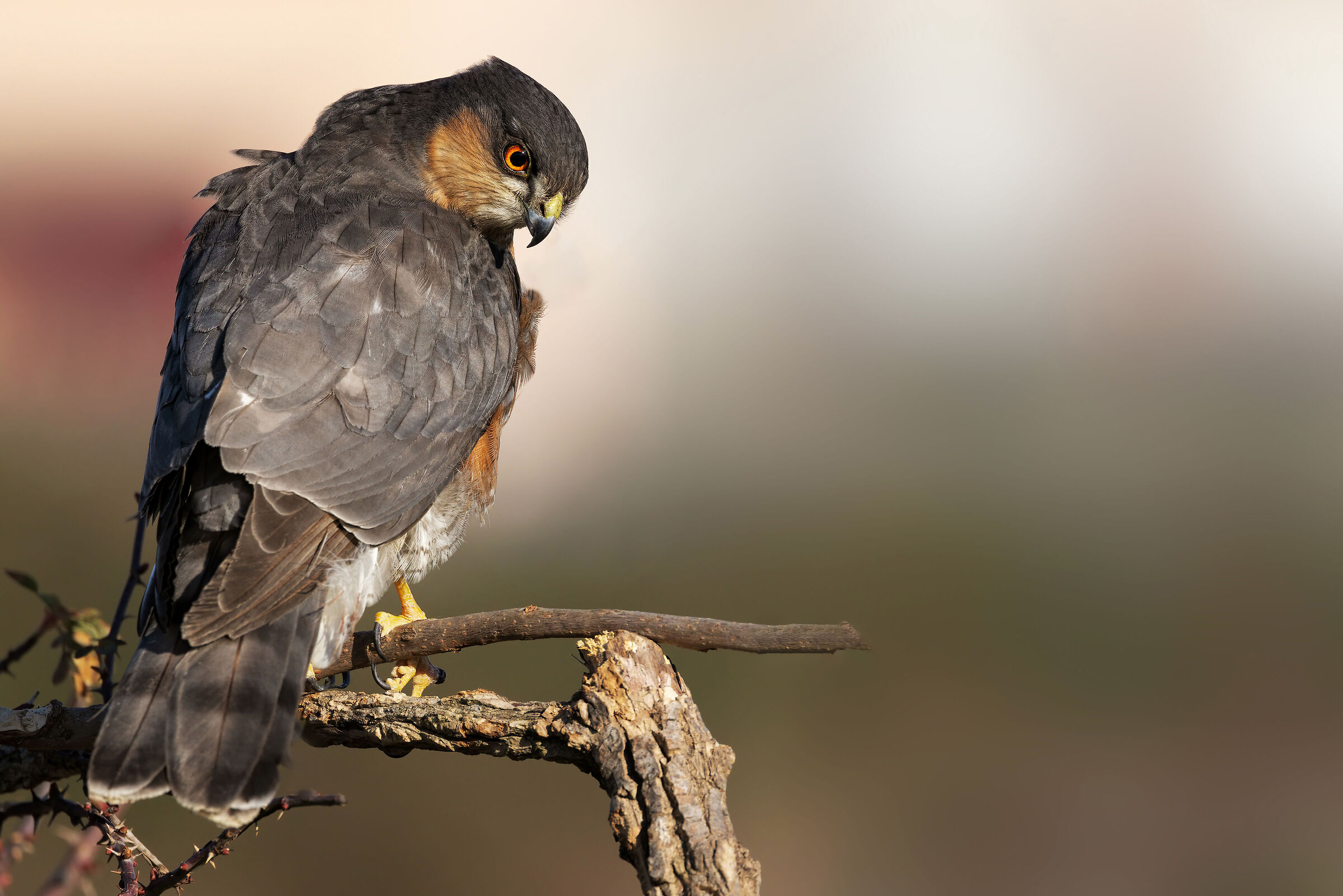 Sparrowhawk (Accipiter nisus) ...