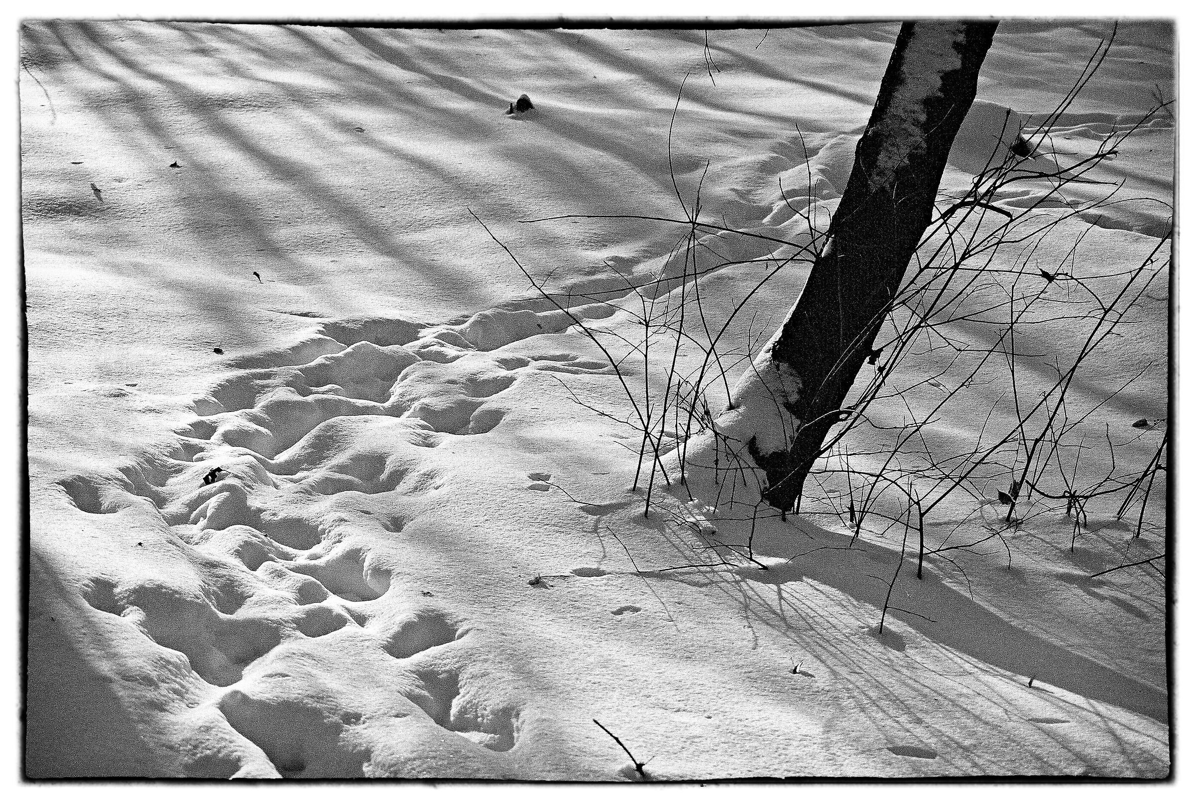 footprints in the snow - black and white...