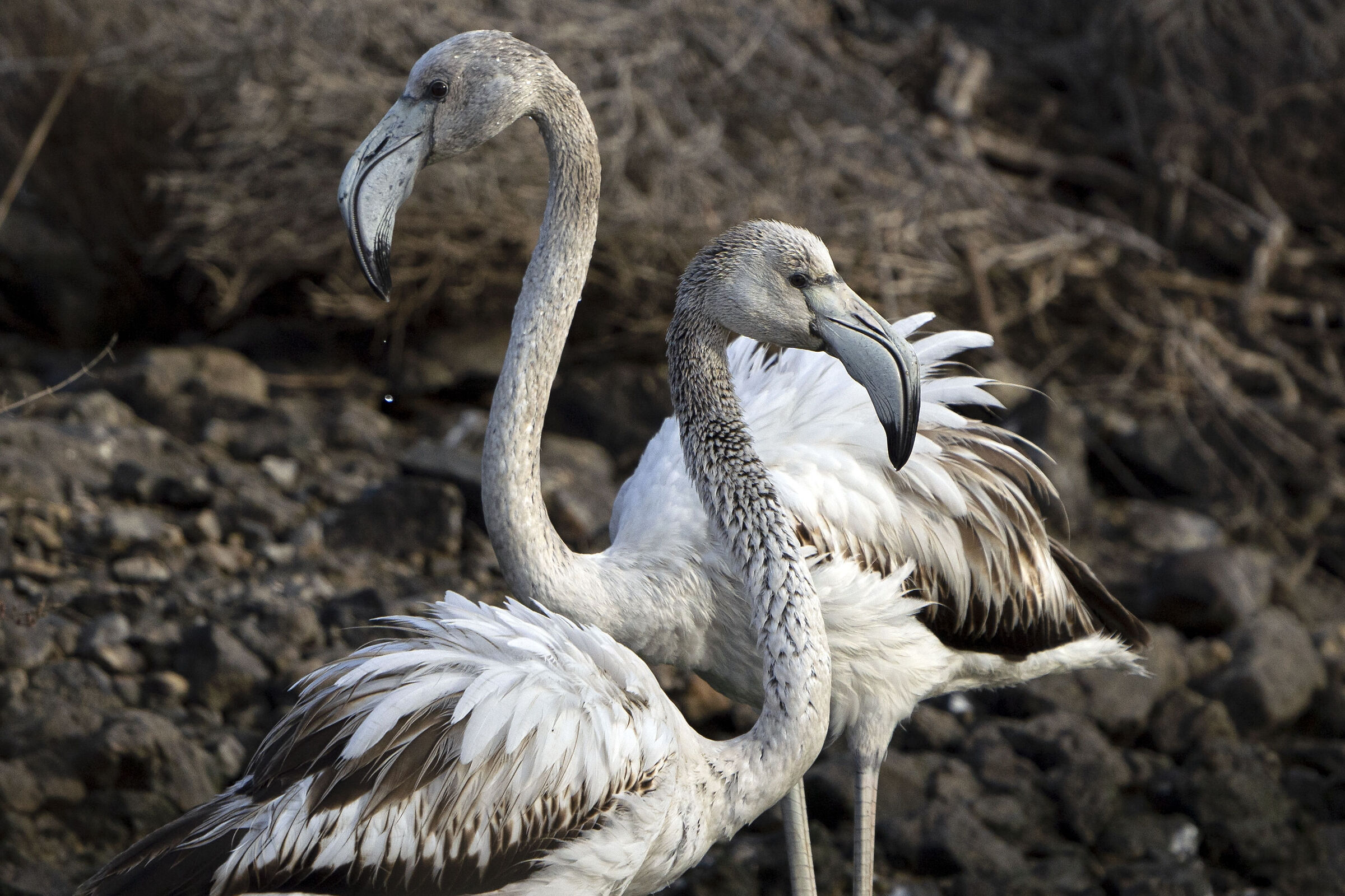 Flamingos - WWF Oasis Orbetello Lagoon...
