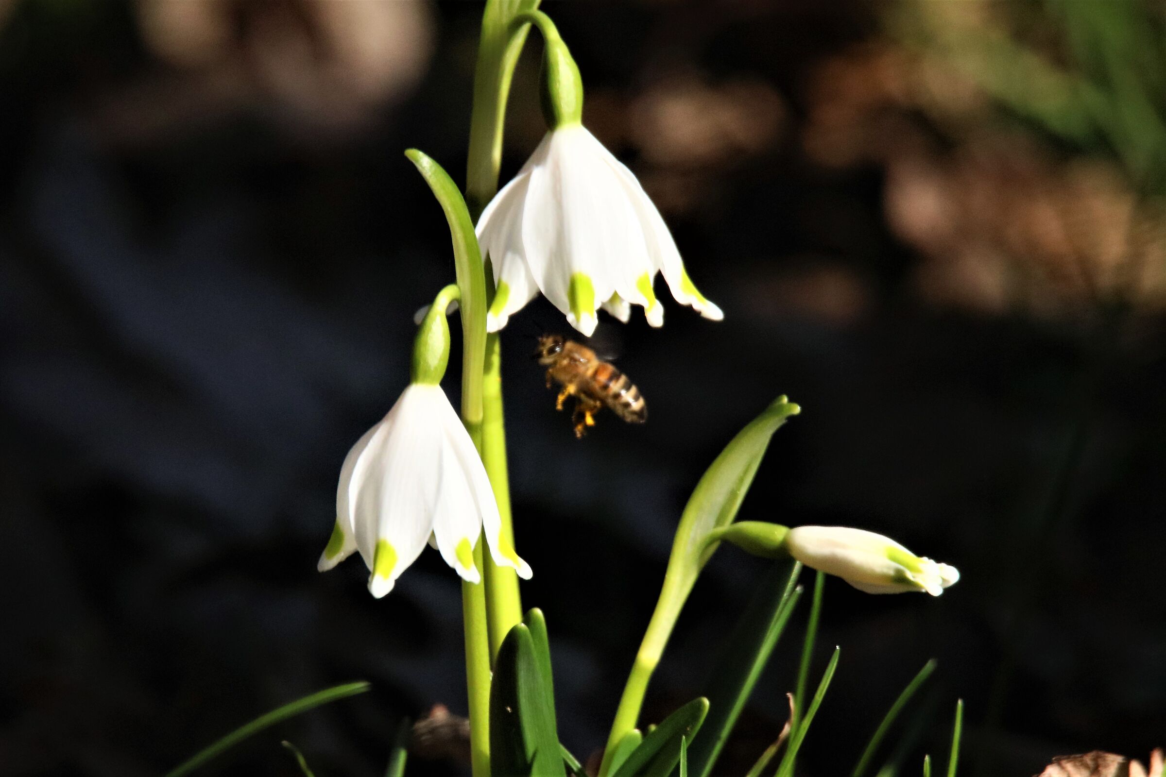 flying to the snowdrop...