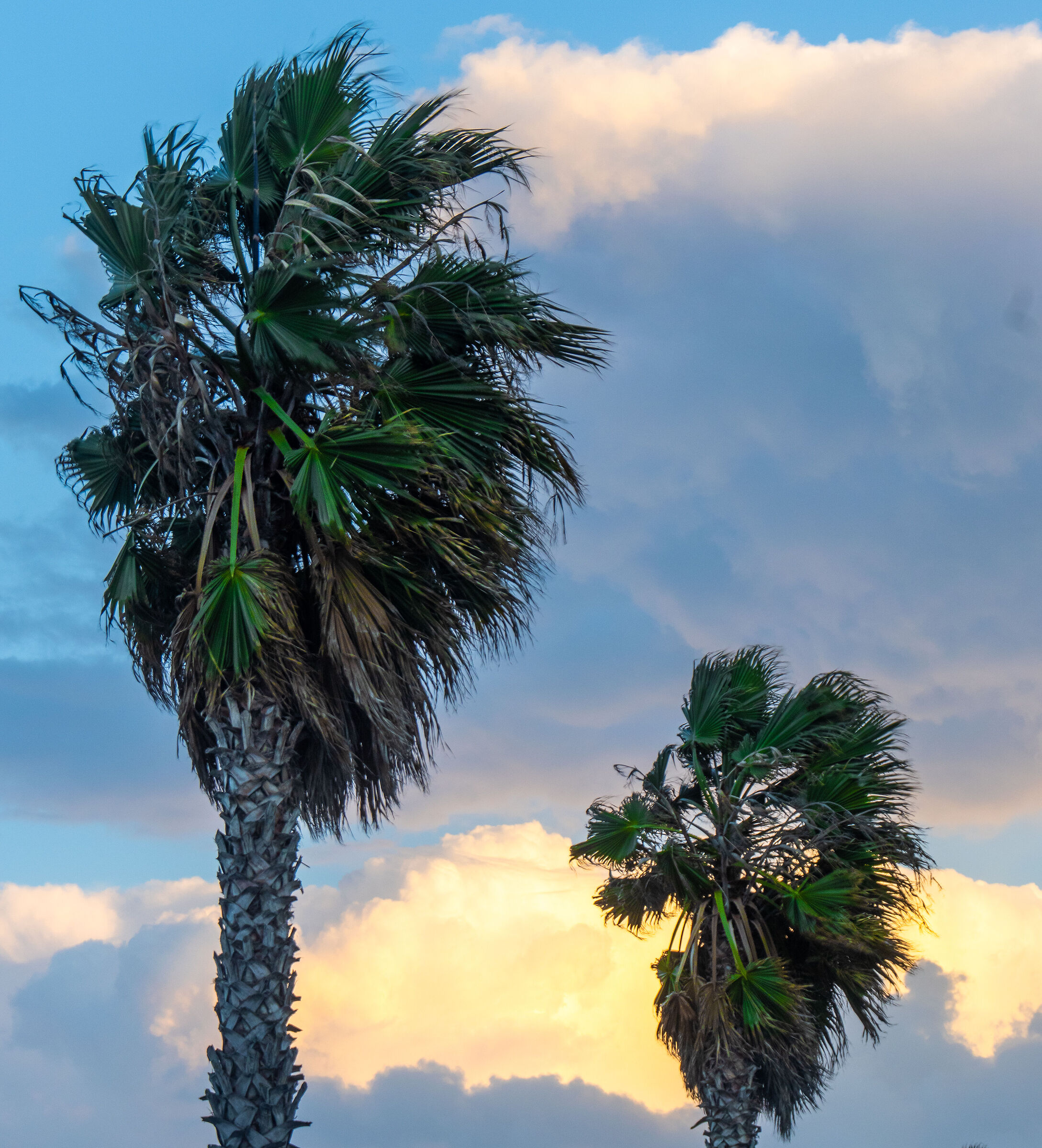 Palm trees in Fossacesia Marina...