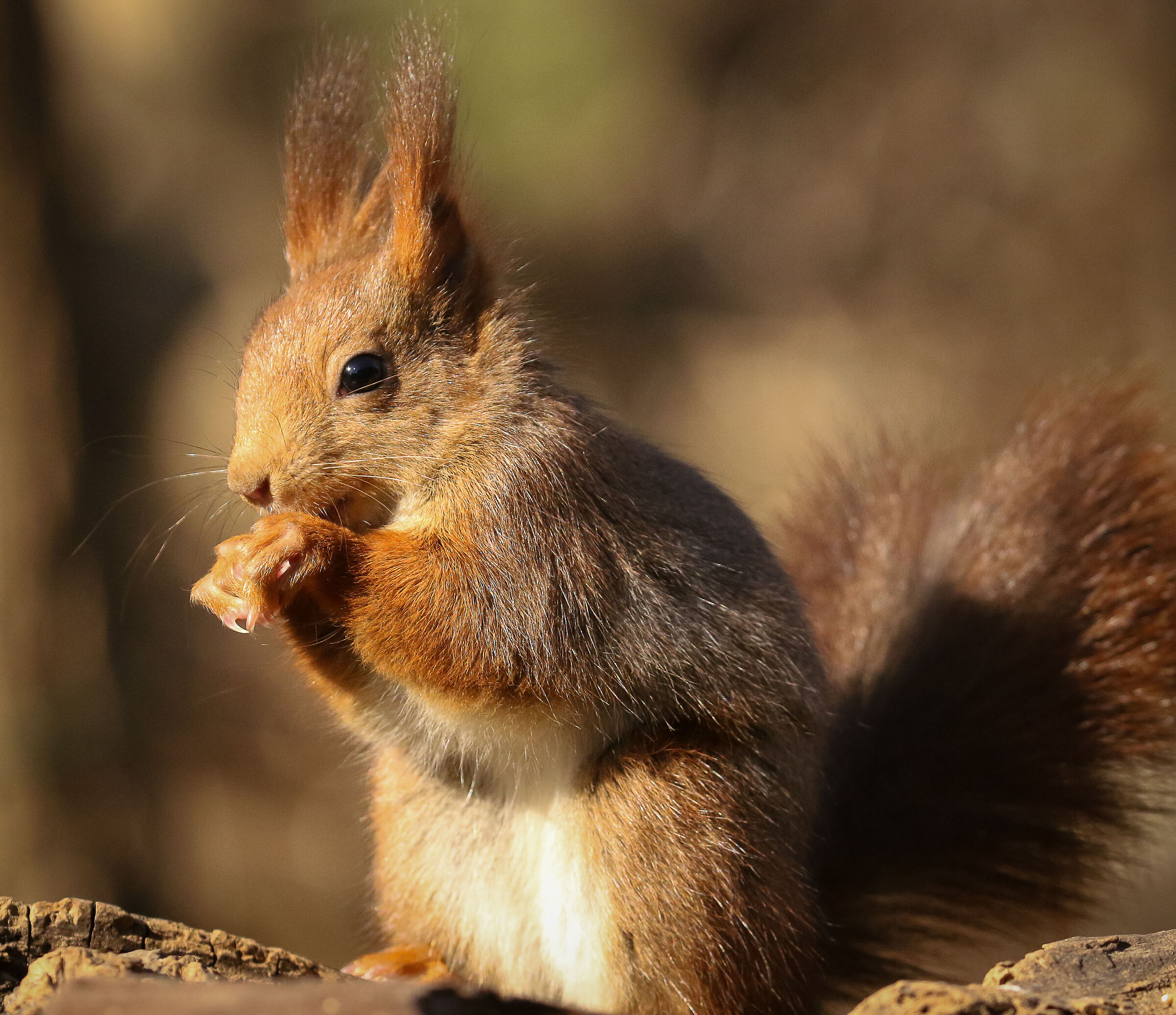 Red squirrel!...