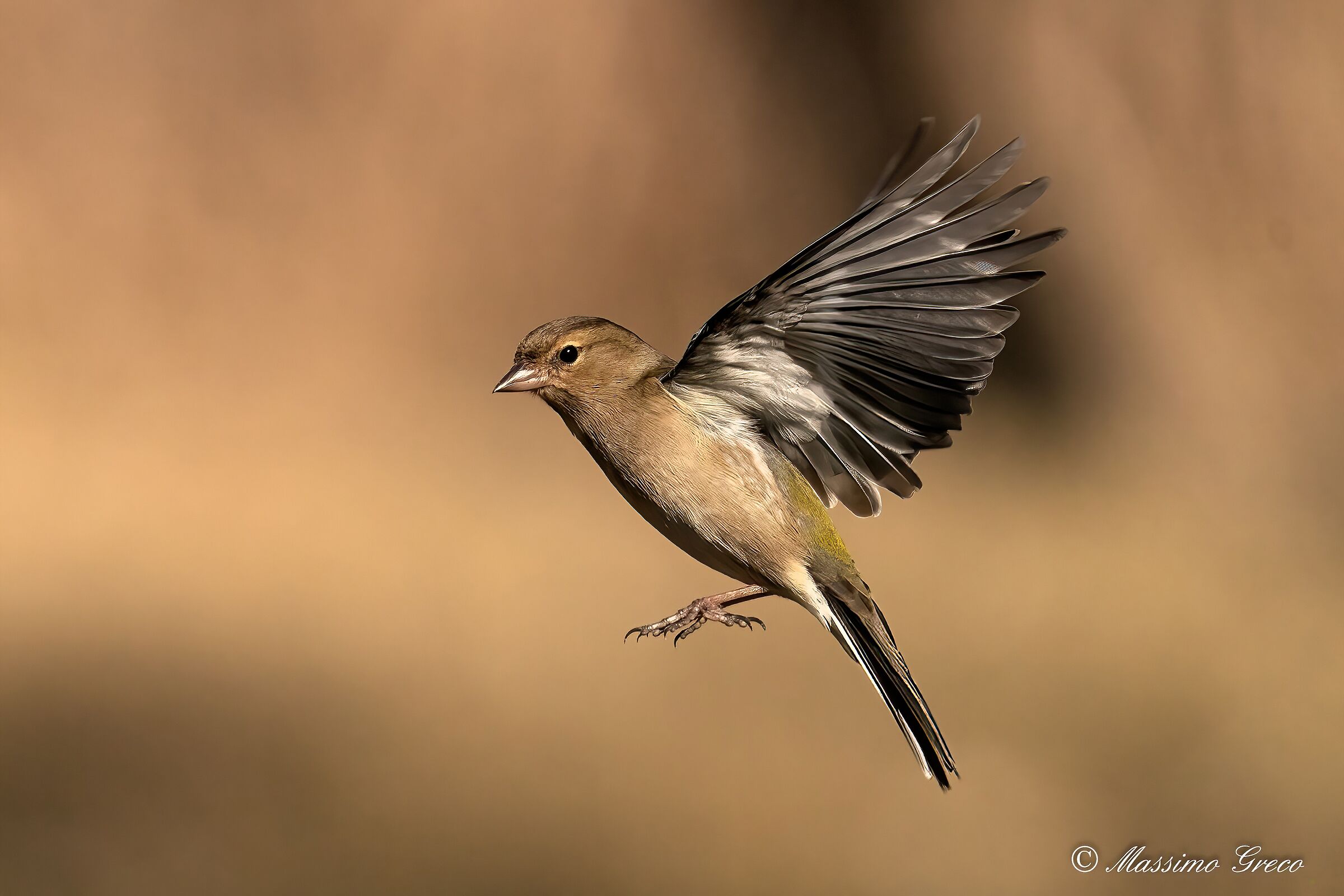 Fringuello (Fringilla coelebs)...