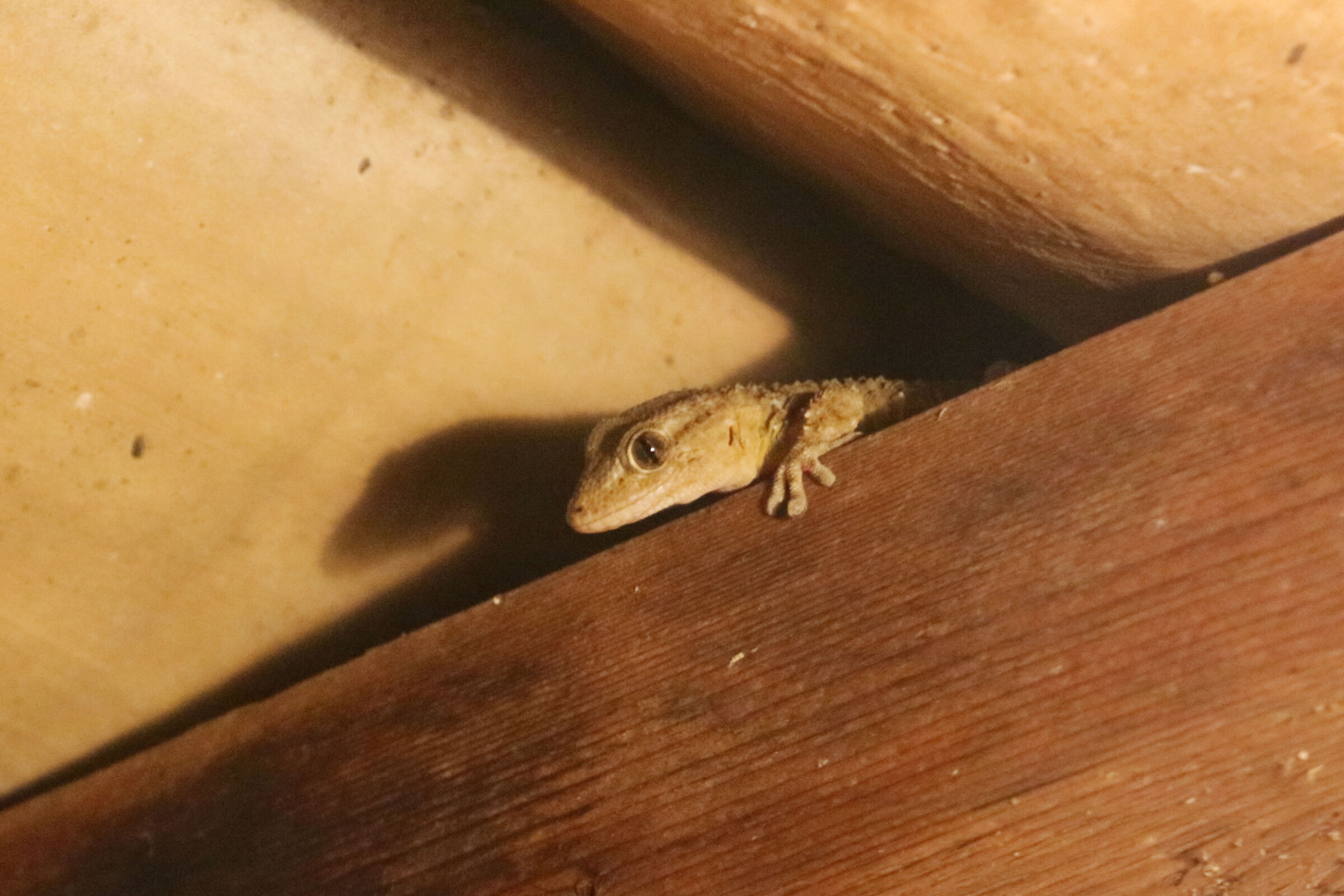 Curious gecko......
