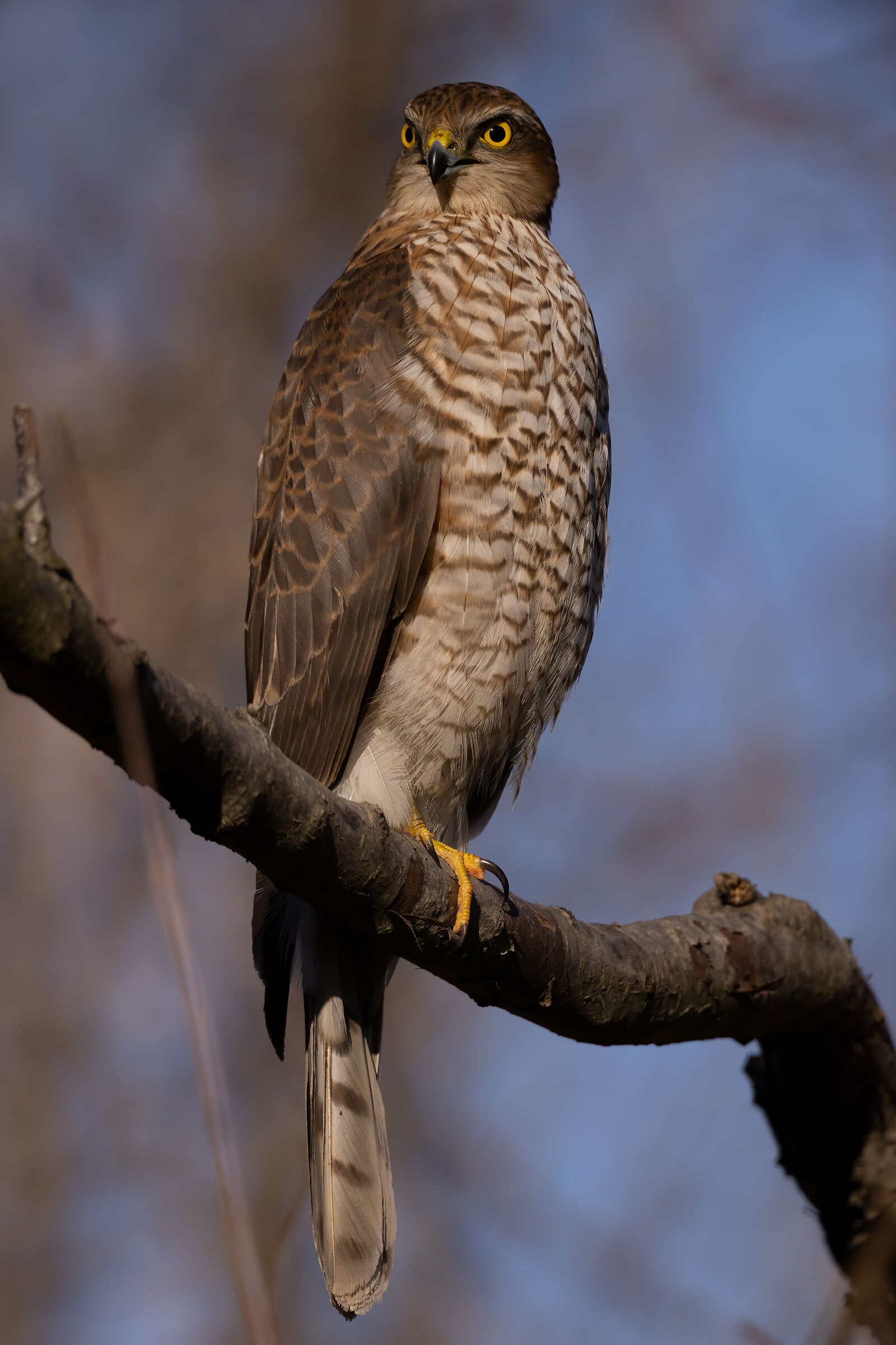 Sparrowhawk (Accipiter nisus)...