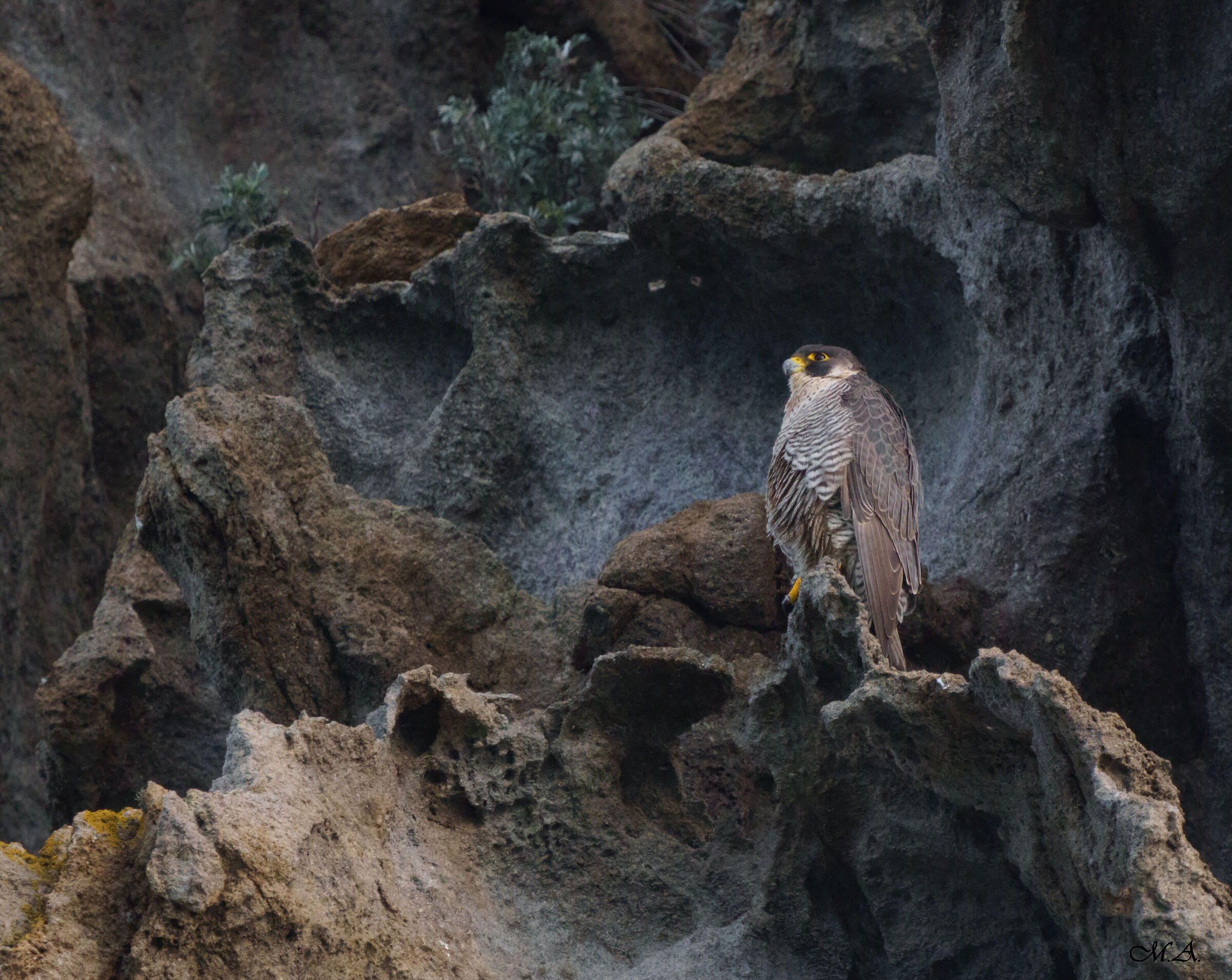 Female peregrine falcon on volcanic cliff...