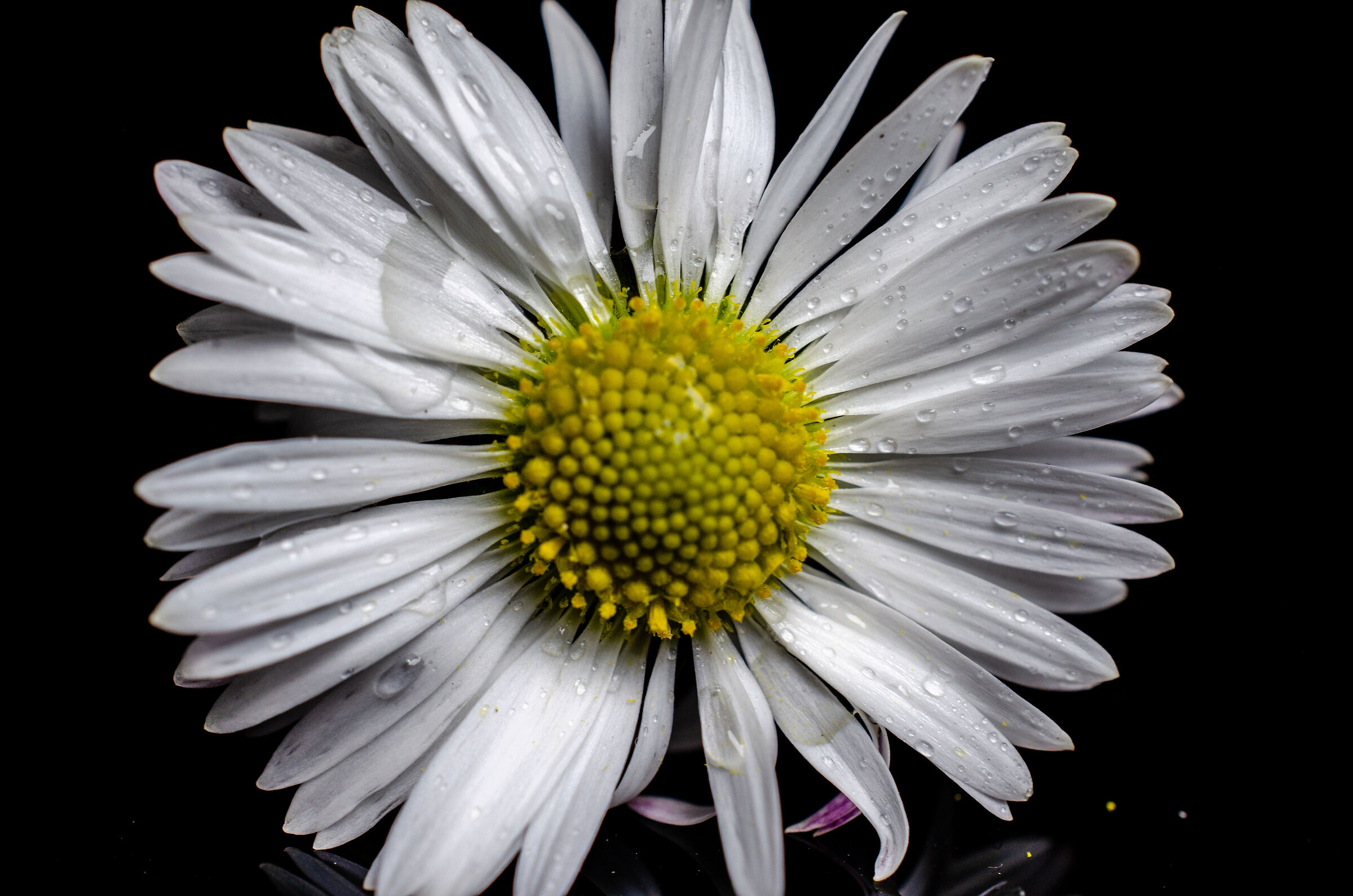 Common daisy with drops of water ...