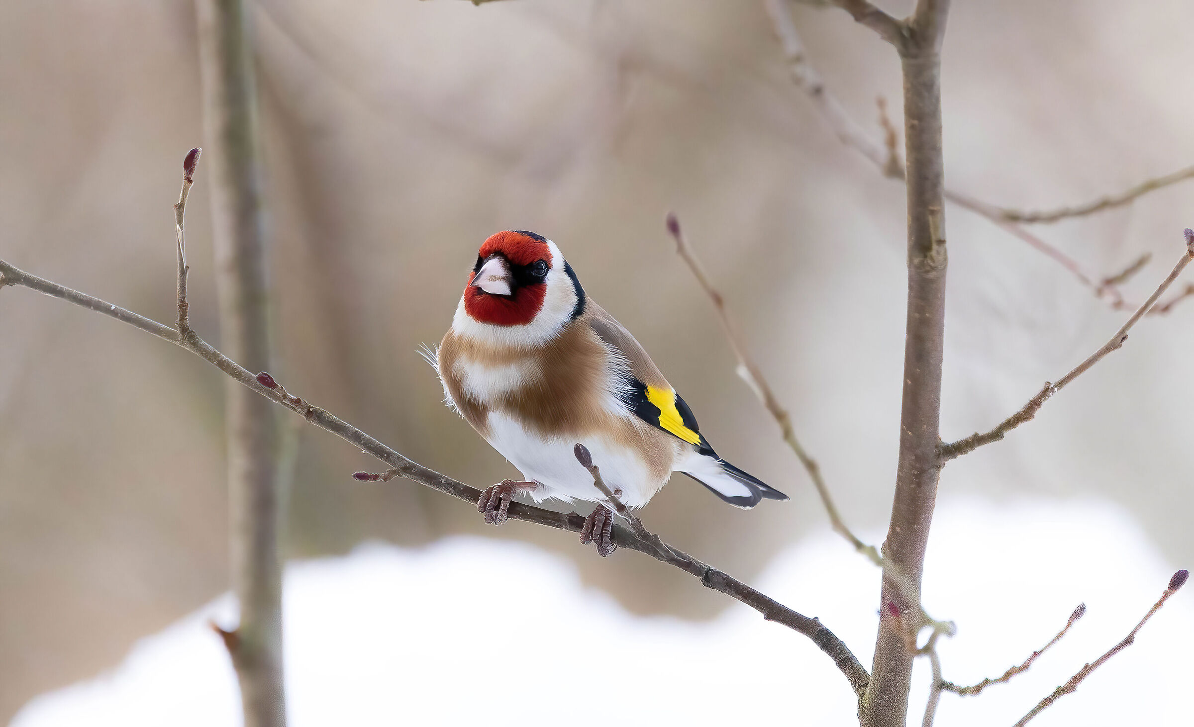 The goldfinch and the snow - Carduelis carduelis...