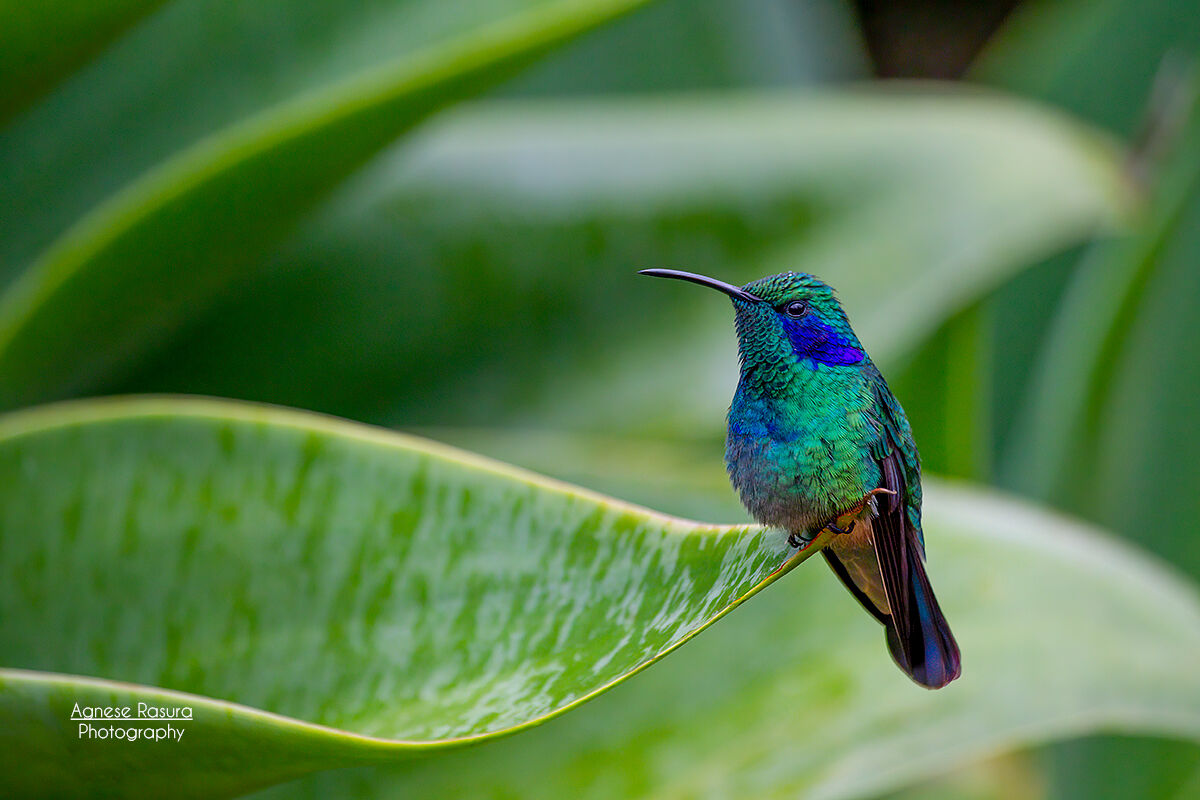Thalassinus hummingbird...