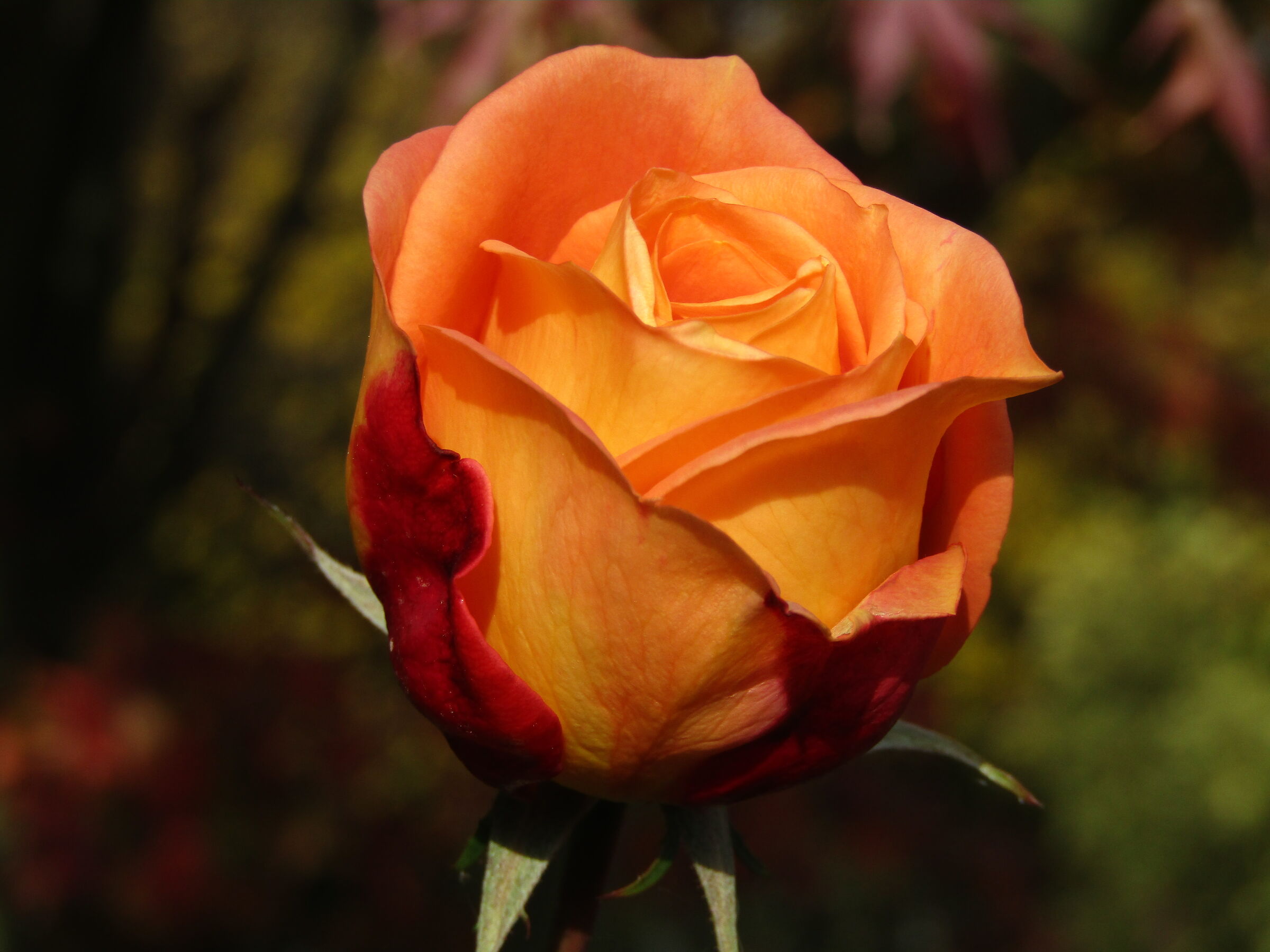 Rose of my garden...