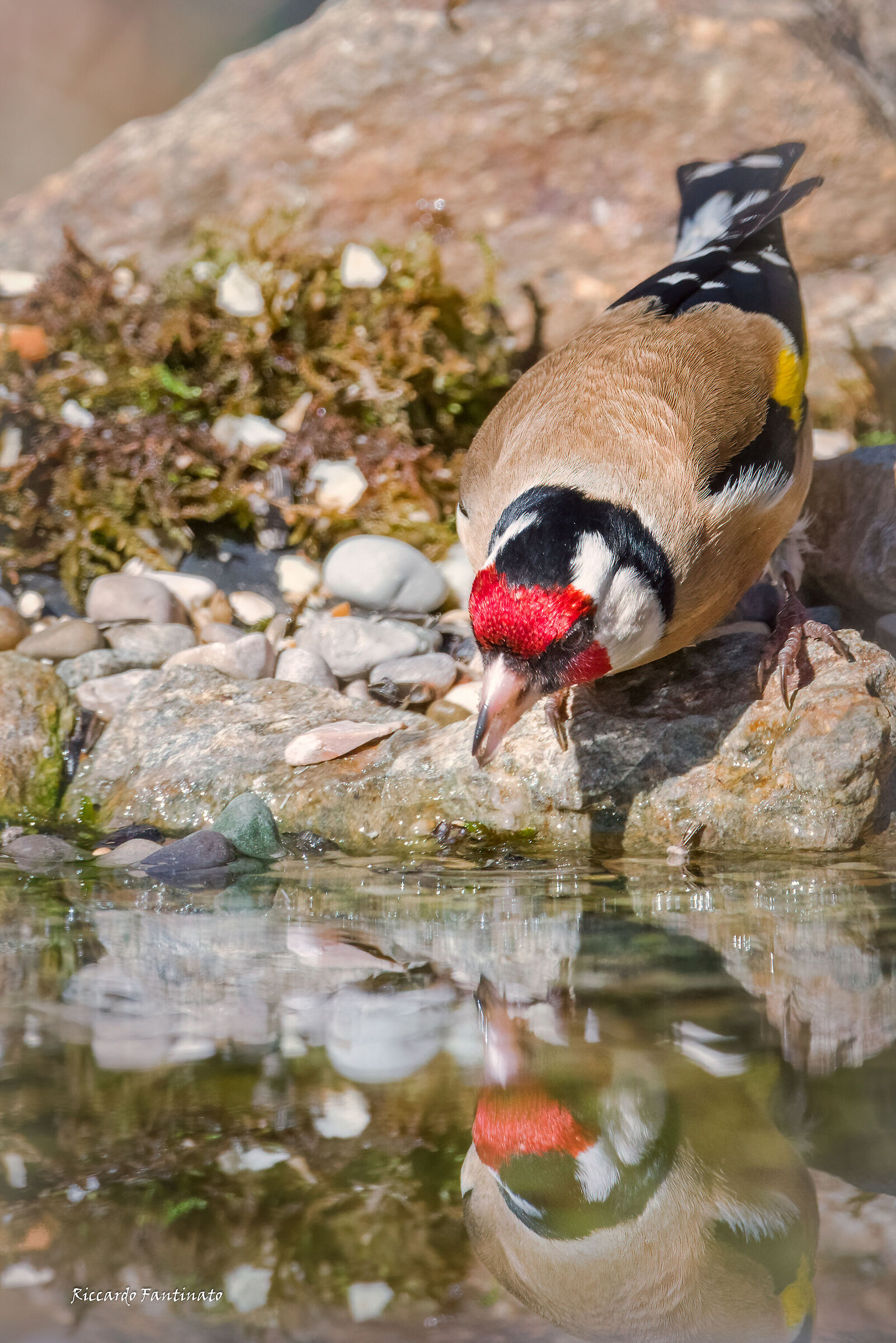 the Goldfinch and the water ...