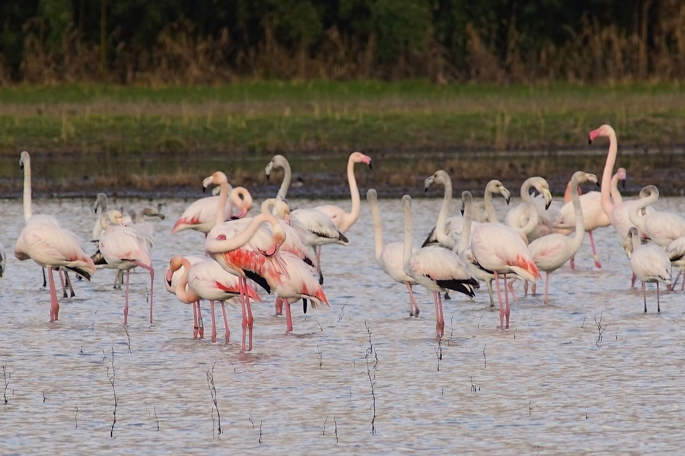 Flamingos in Peretola...