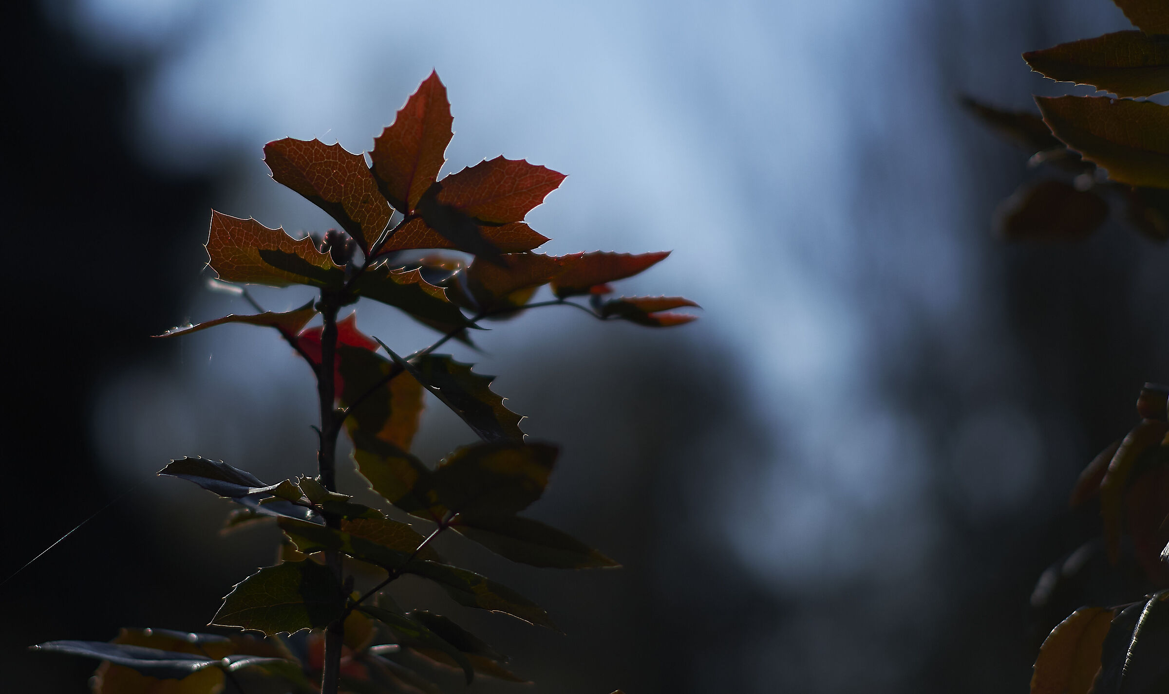 Test of bokeh and sharpness of TTArtisan 50mm f/1.2...