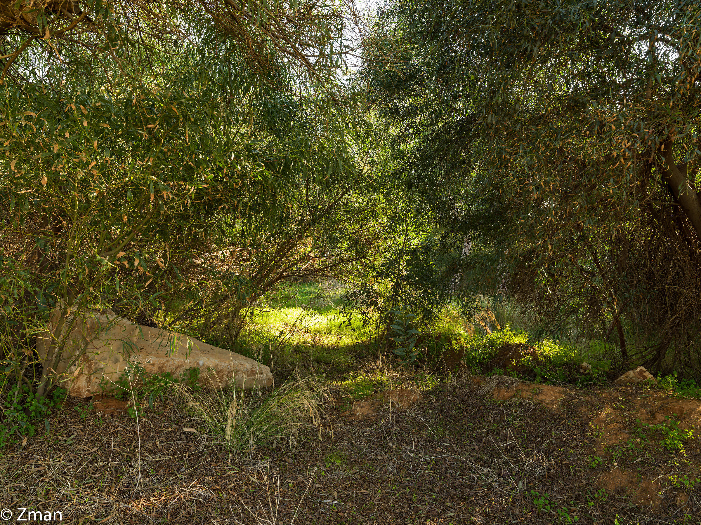 Alberi...