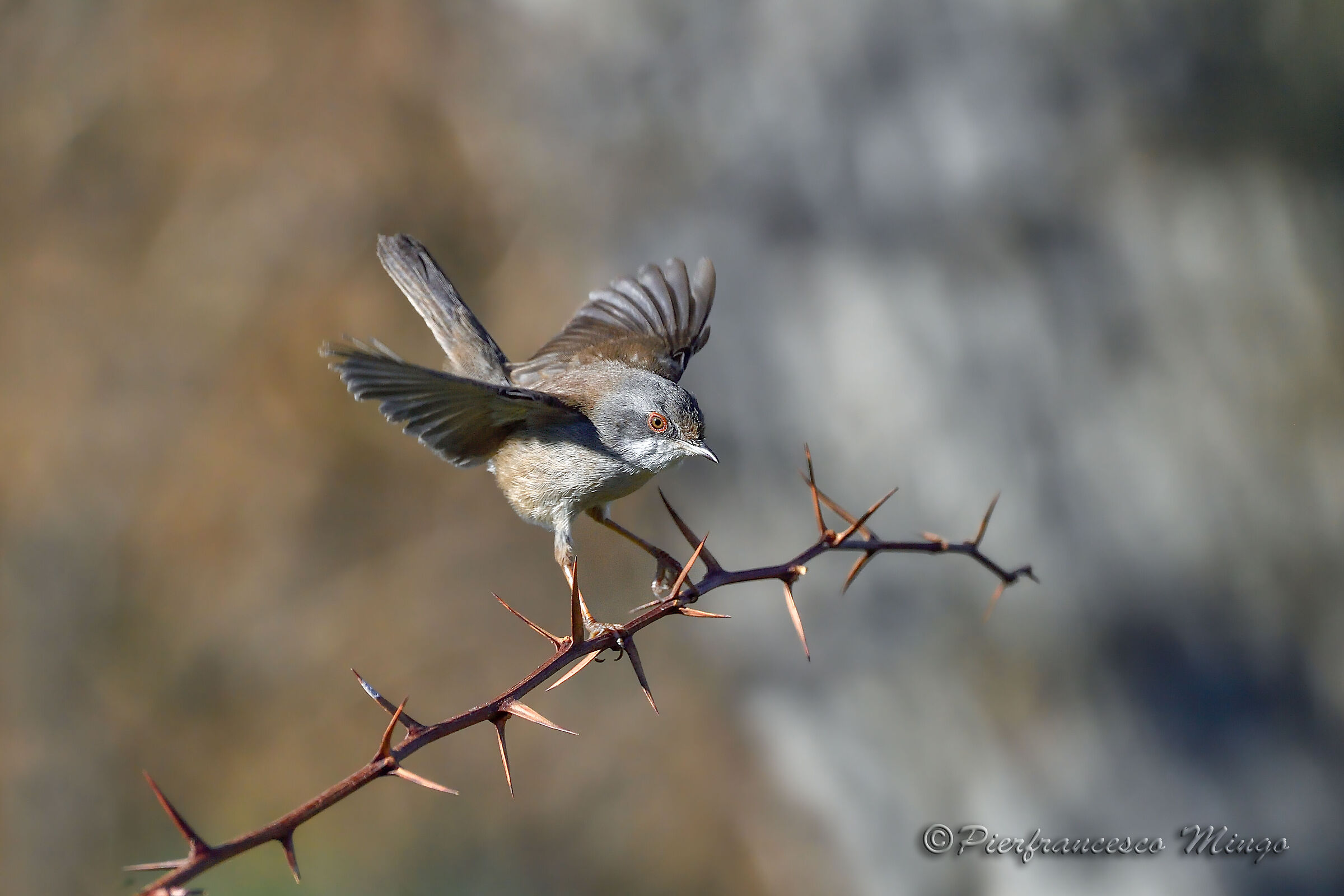 Female eyebler on landing...
