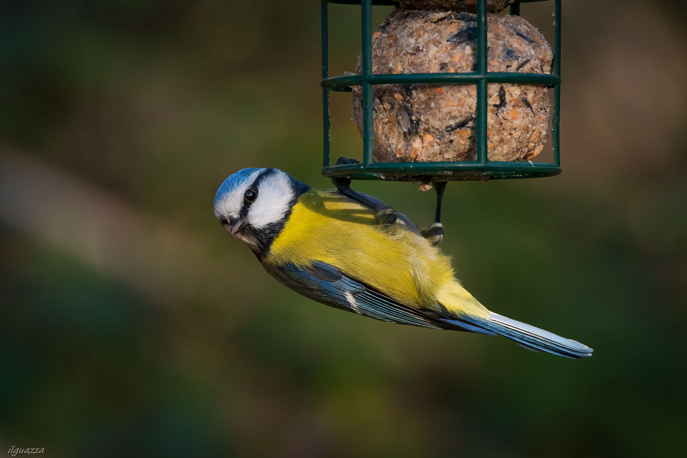 The equilibrist...