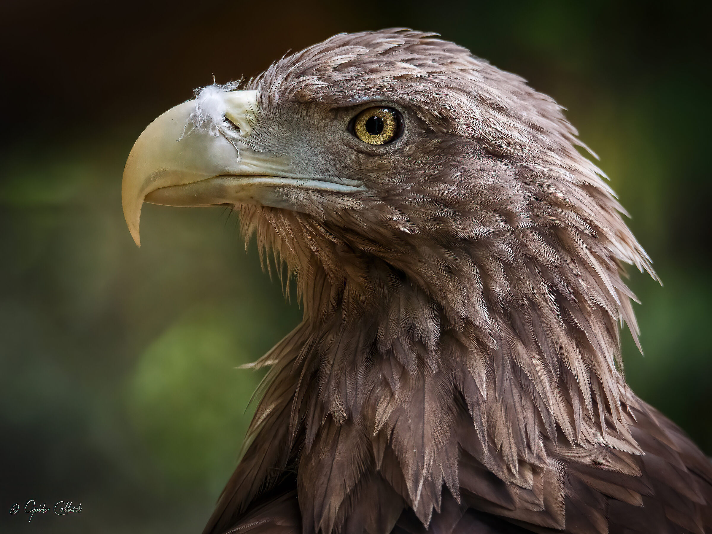 Eagle profile...