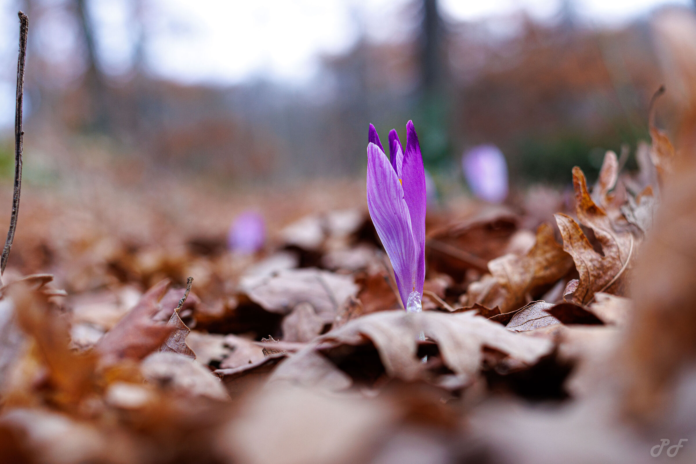 Mid-February, the first flowers sprout in the undergrowth...