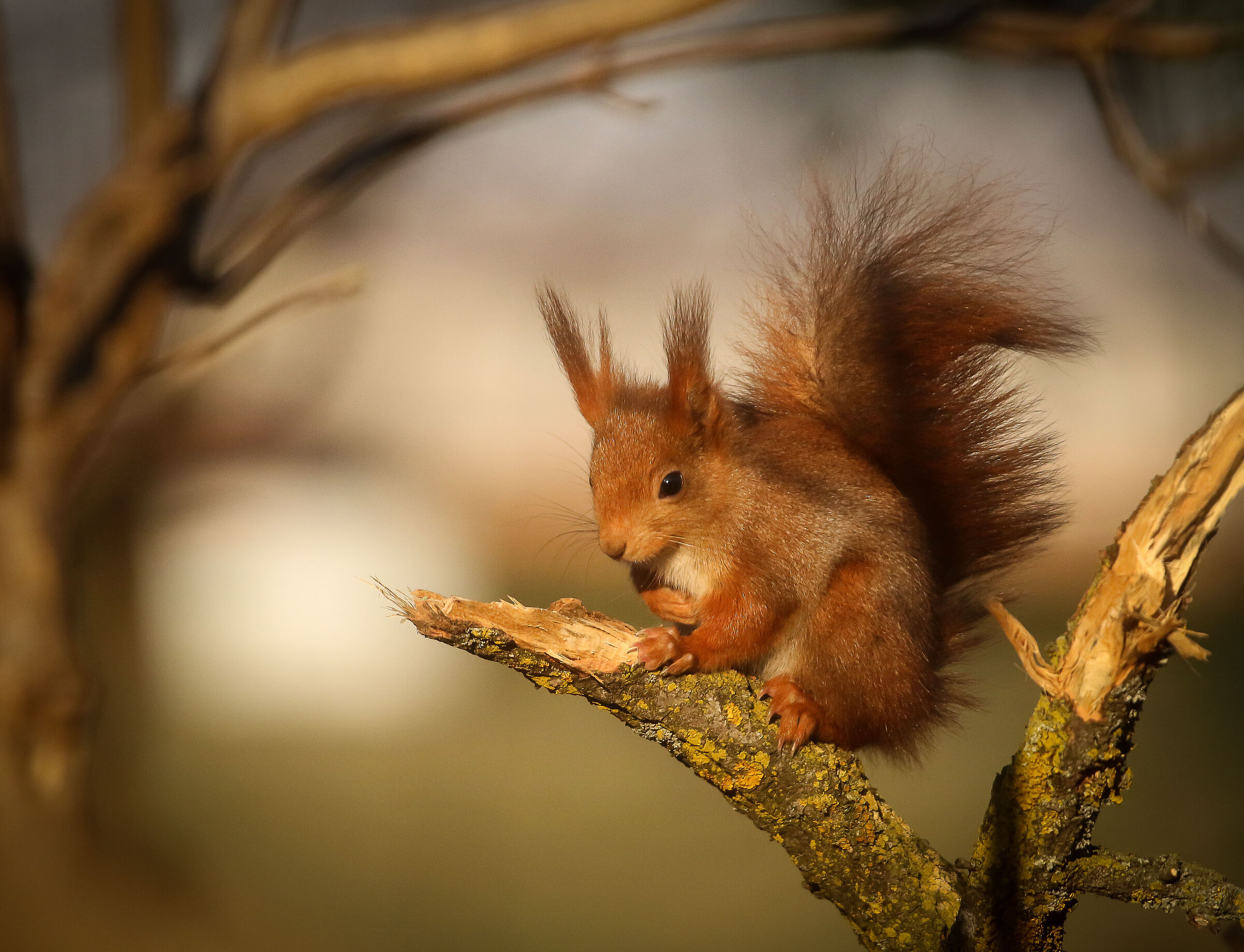 Red squirrel escaped the Sparrowhawk...