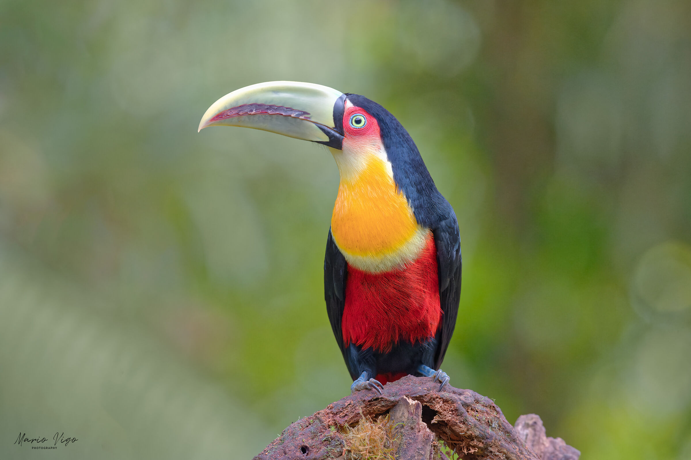 The colors of the red-breasted toucan...