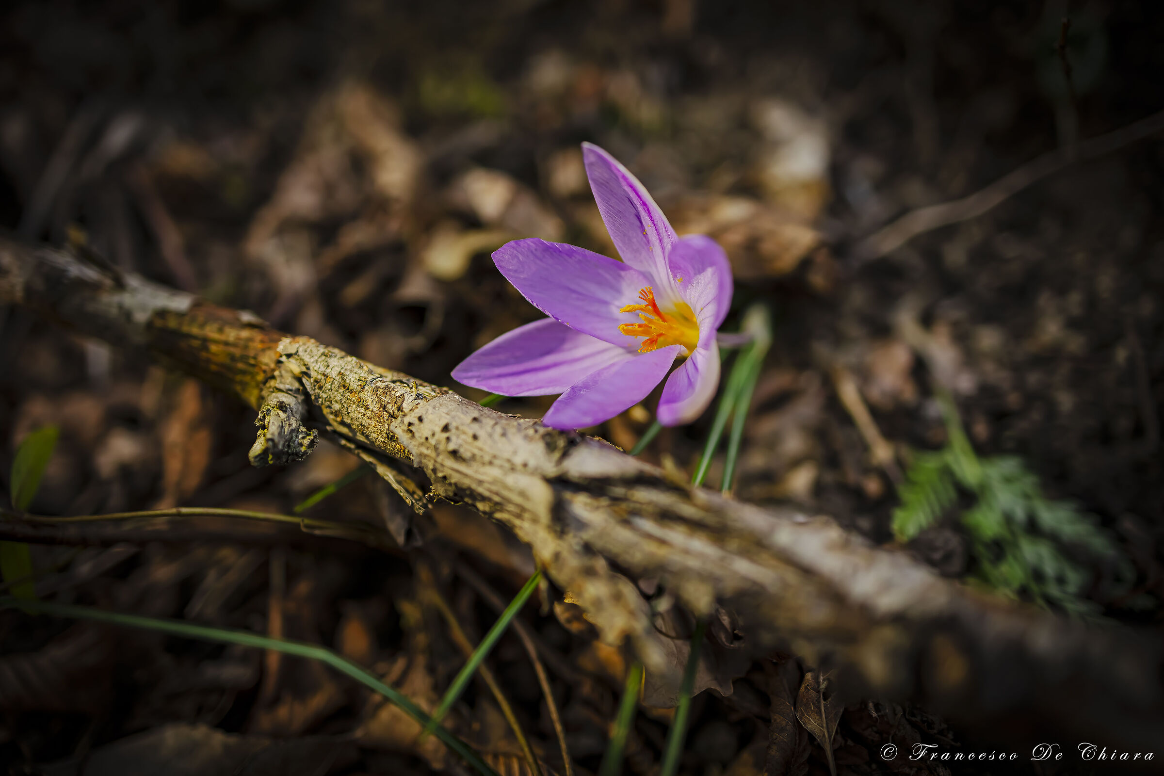 Crocus sativus...