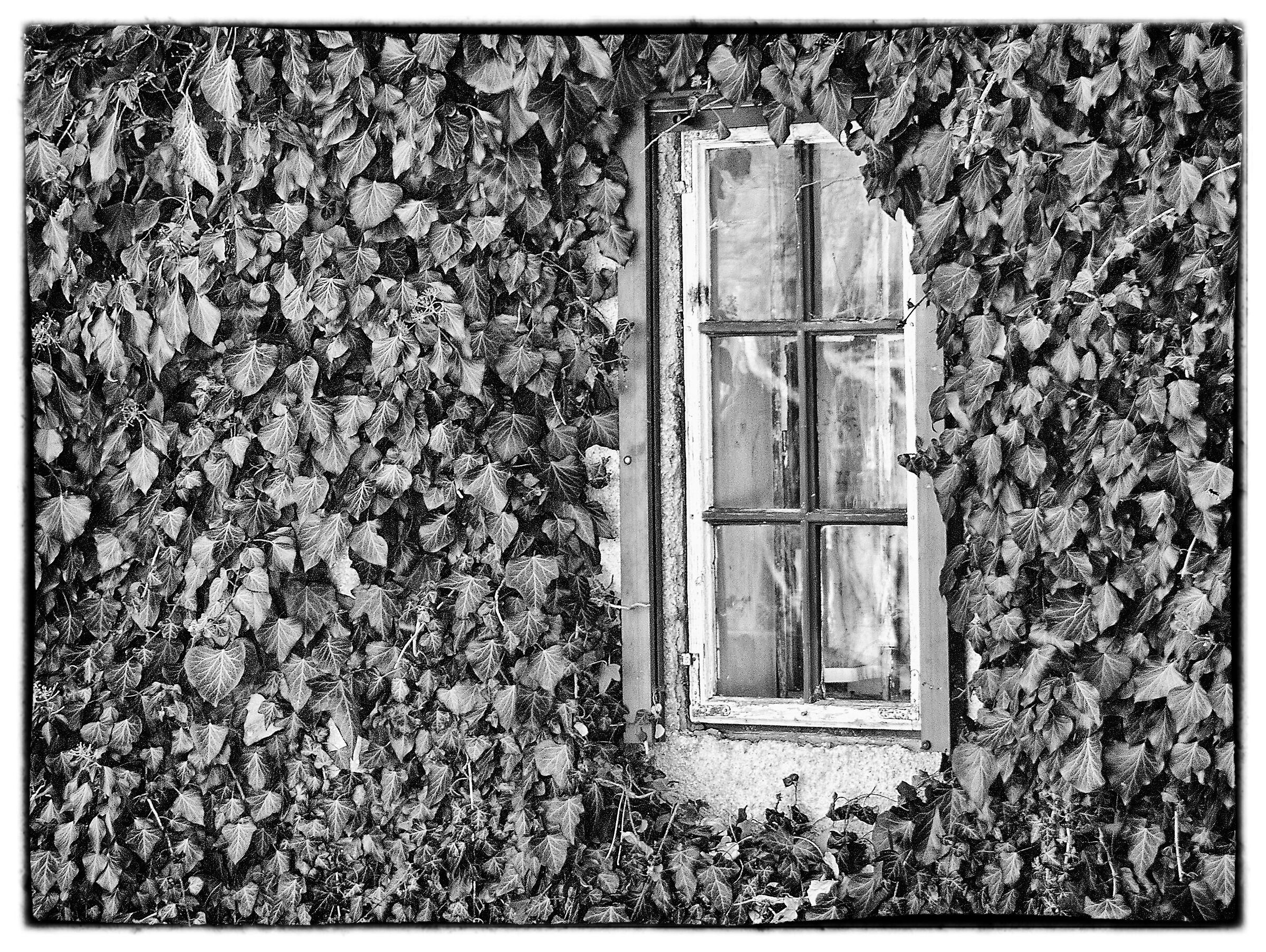 window - black and white...