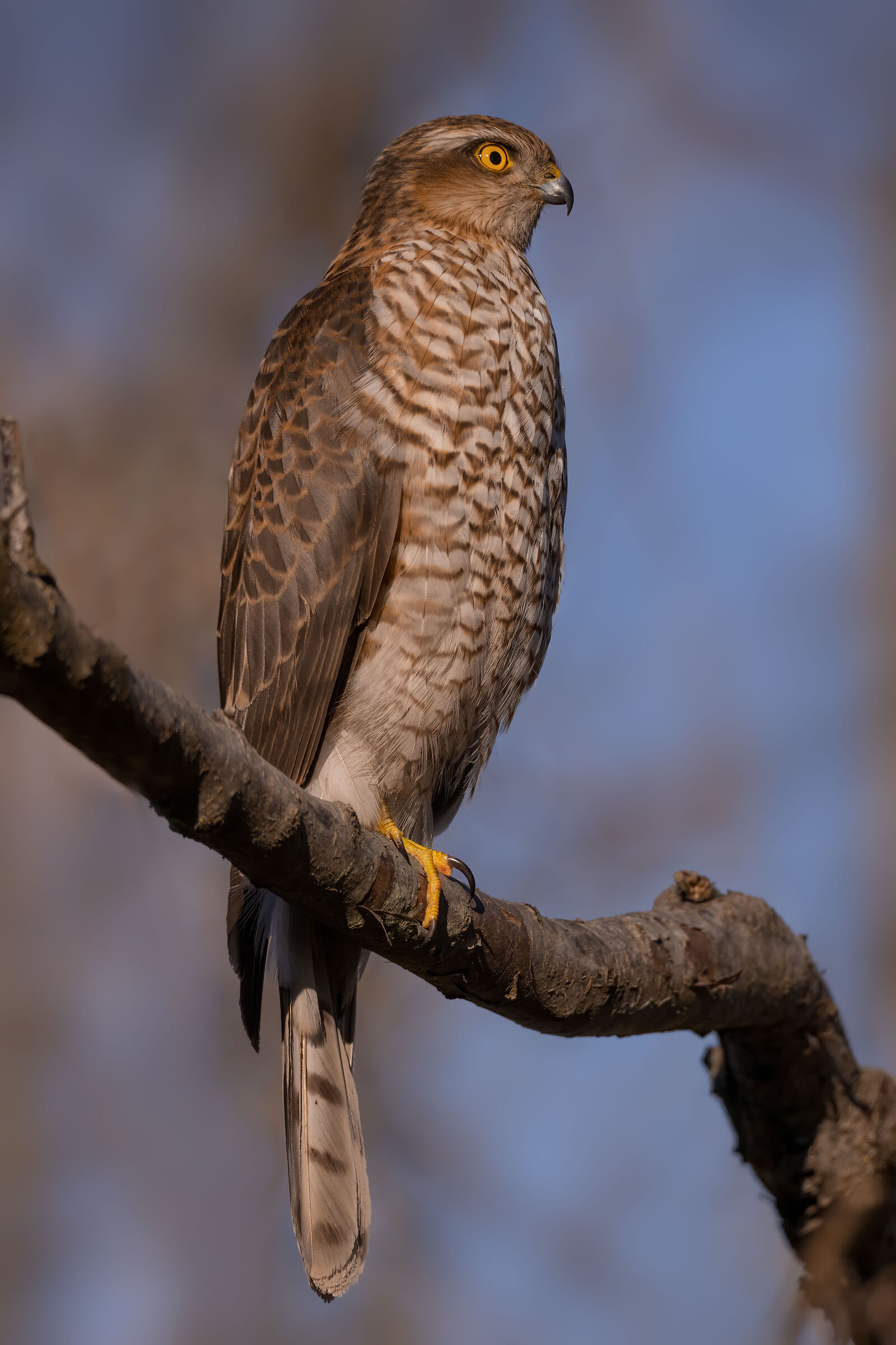 Sparrowhawk (Accipiter Nisus) ...