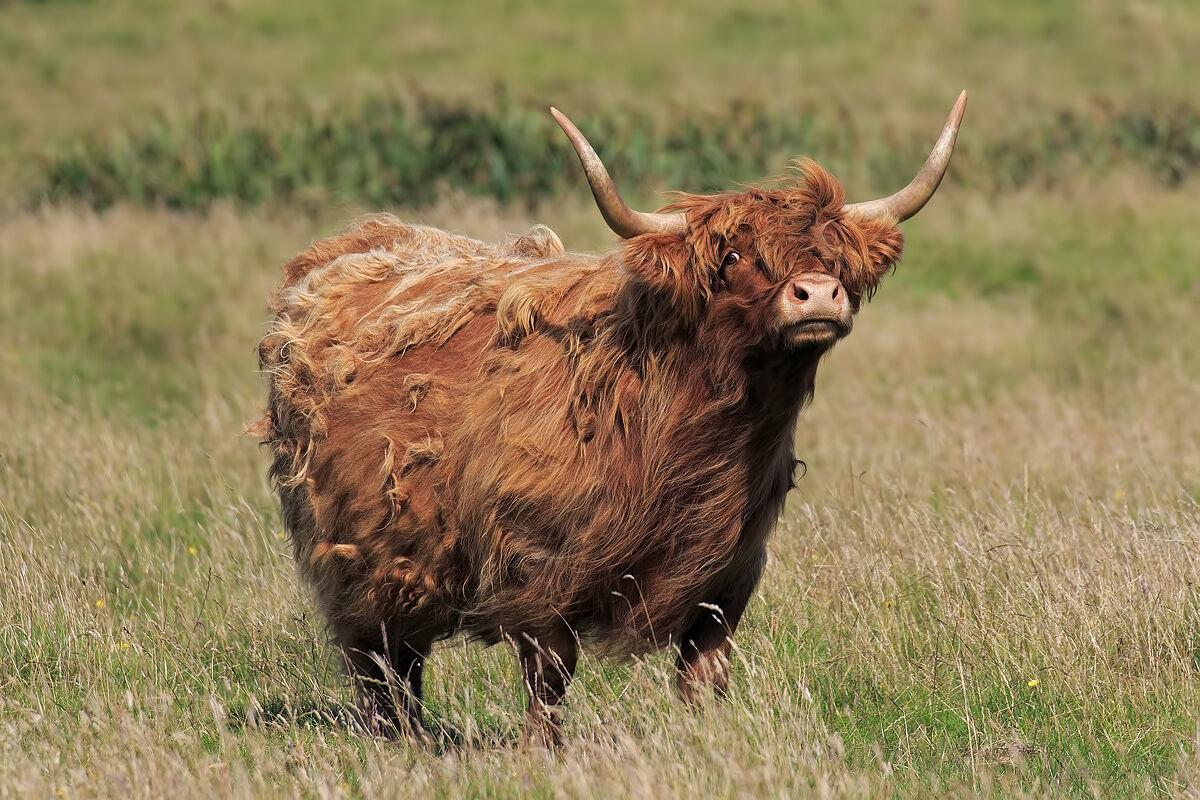Highland Cattle...