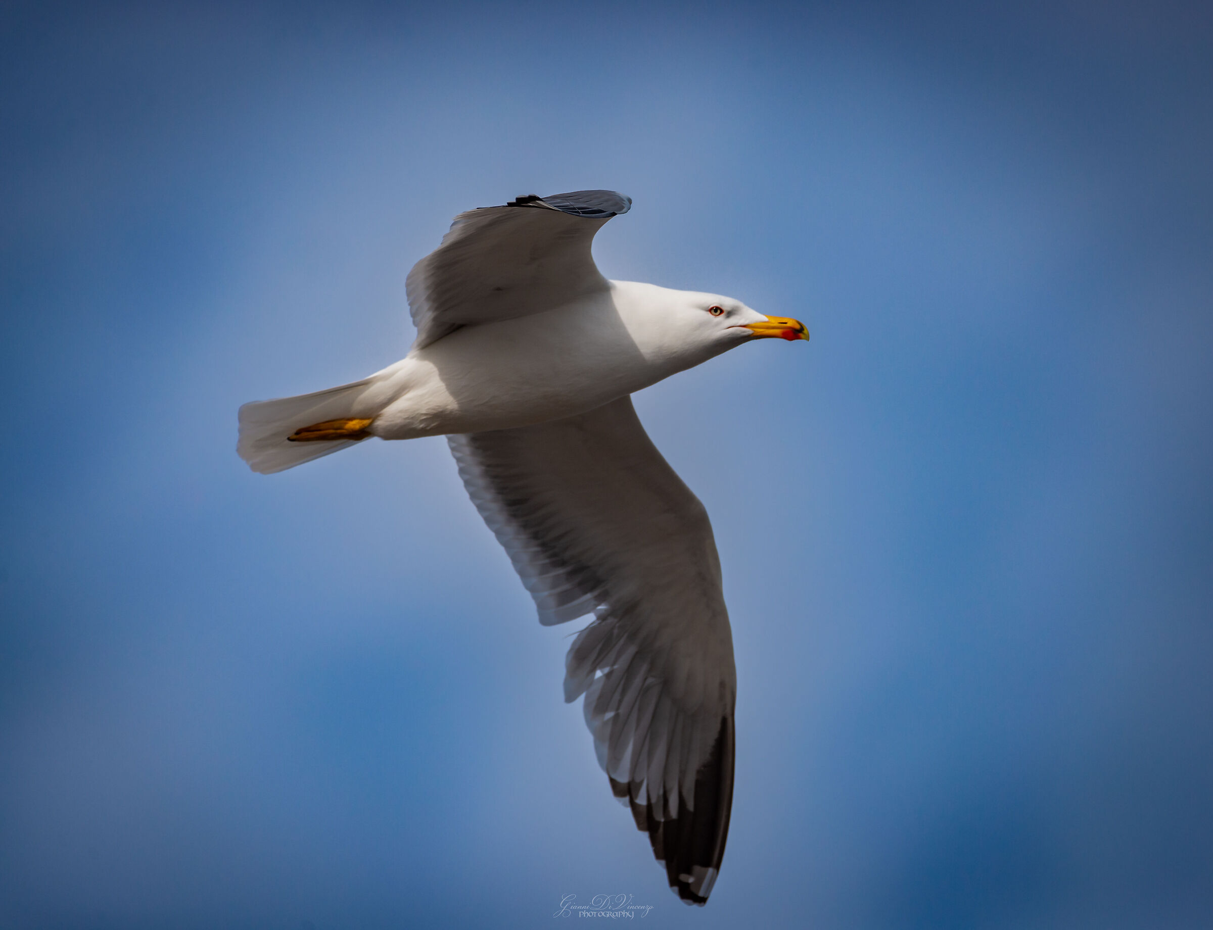 Gull...