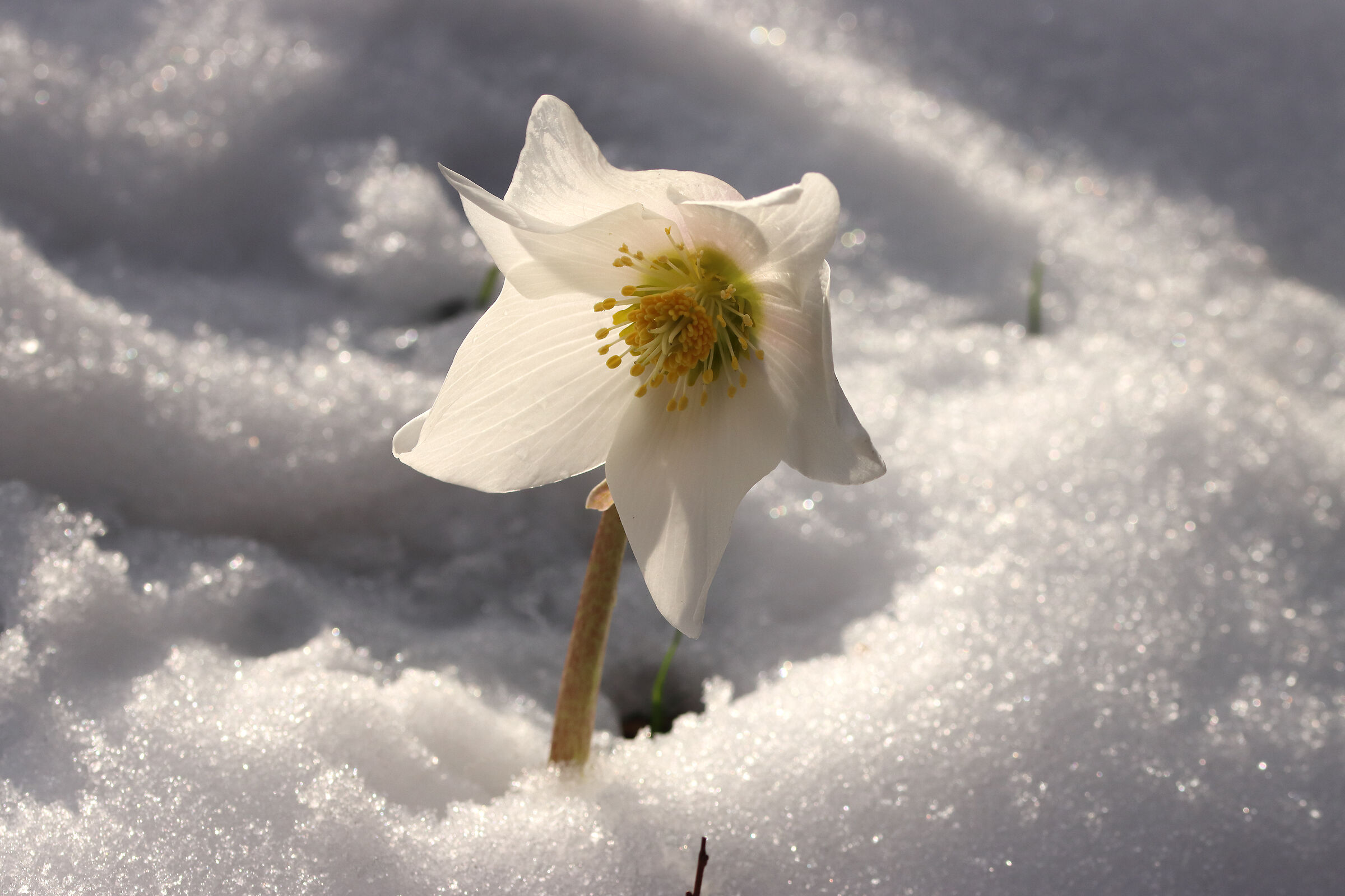 Hellebore in the snow ...