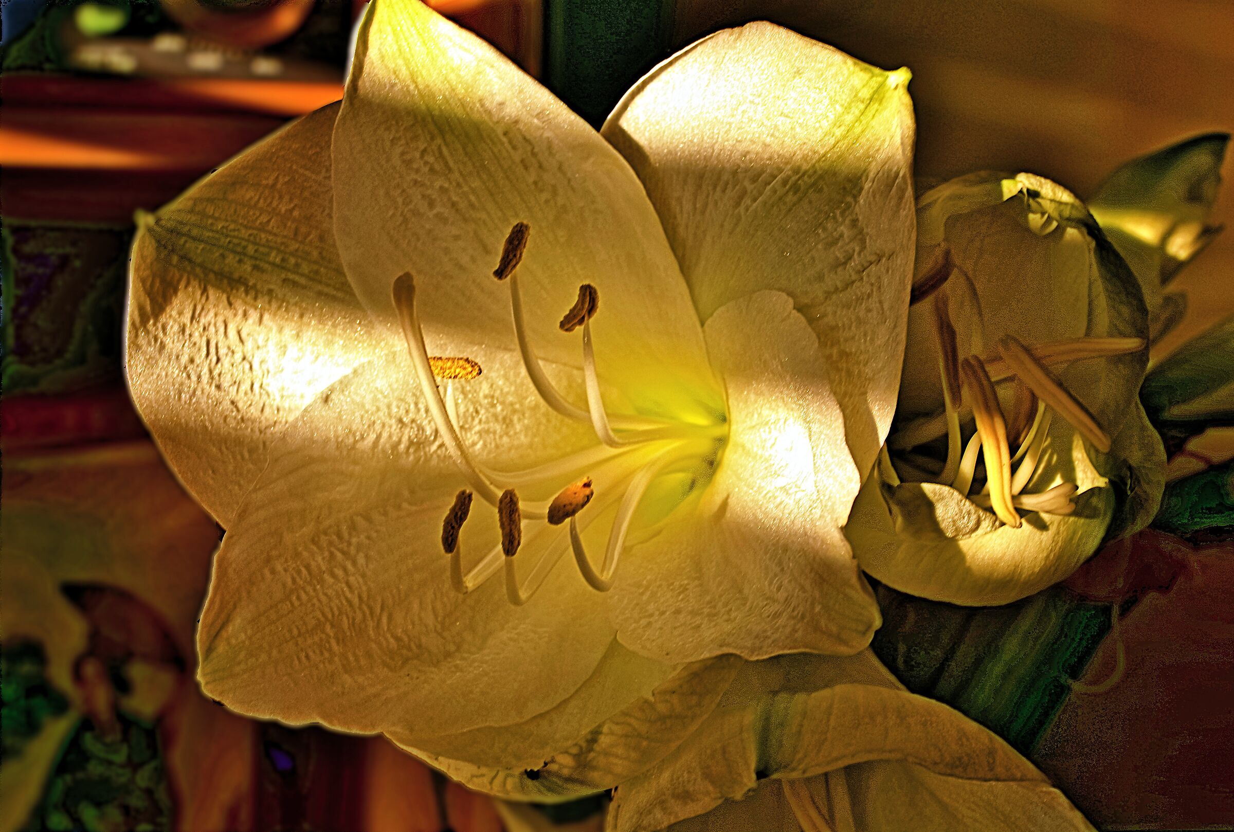 The light in bloom...