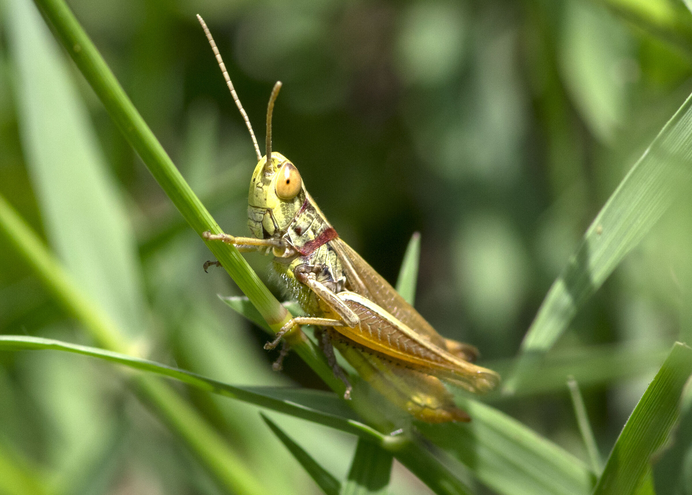 Grasshopper...