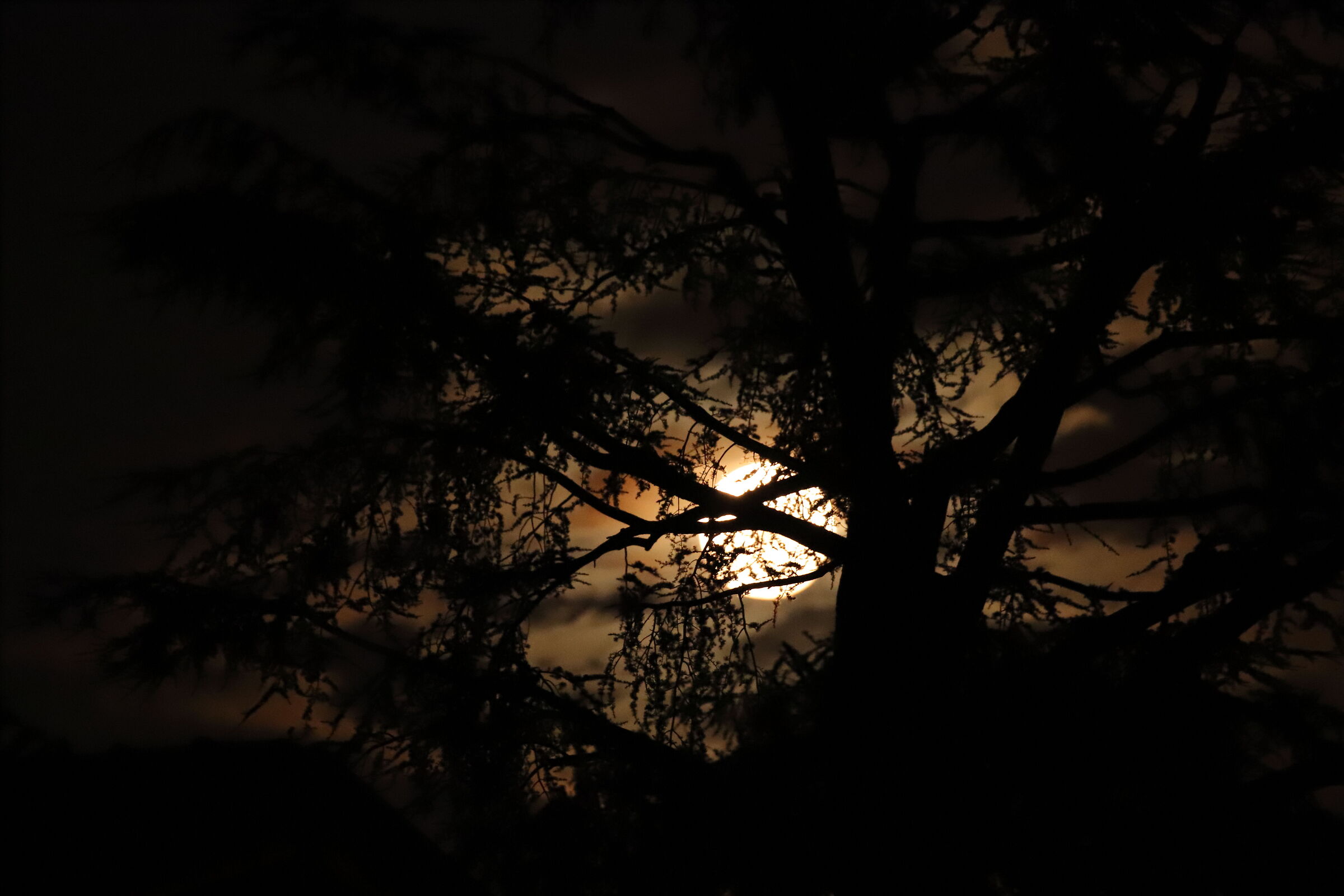 The moon hides behind the trees...