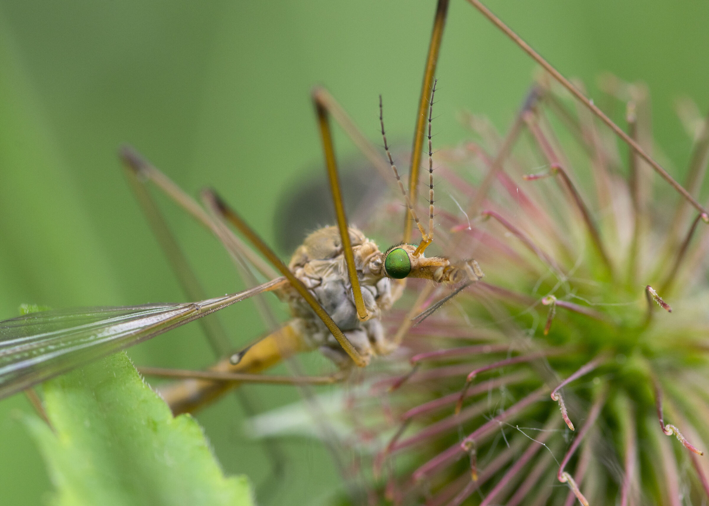 Grasshopper ...