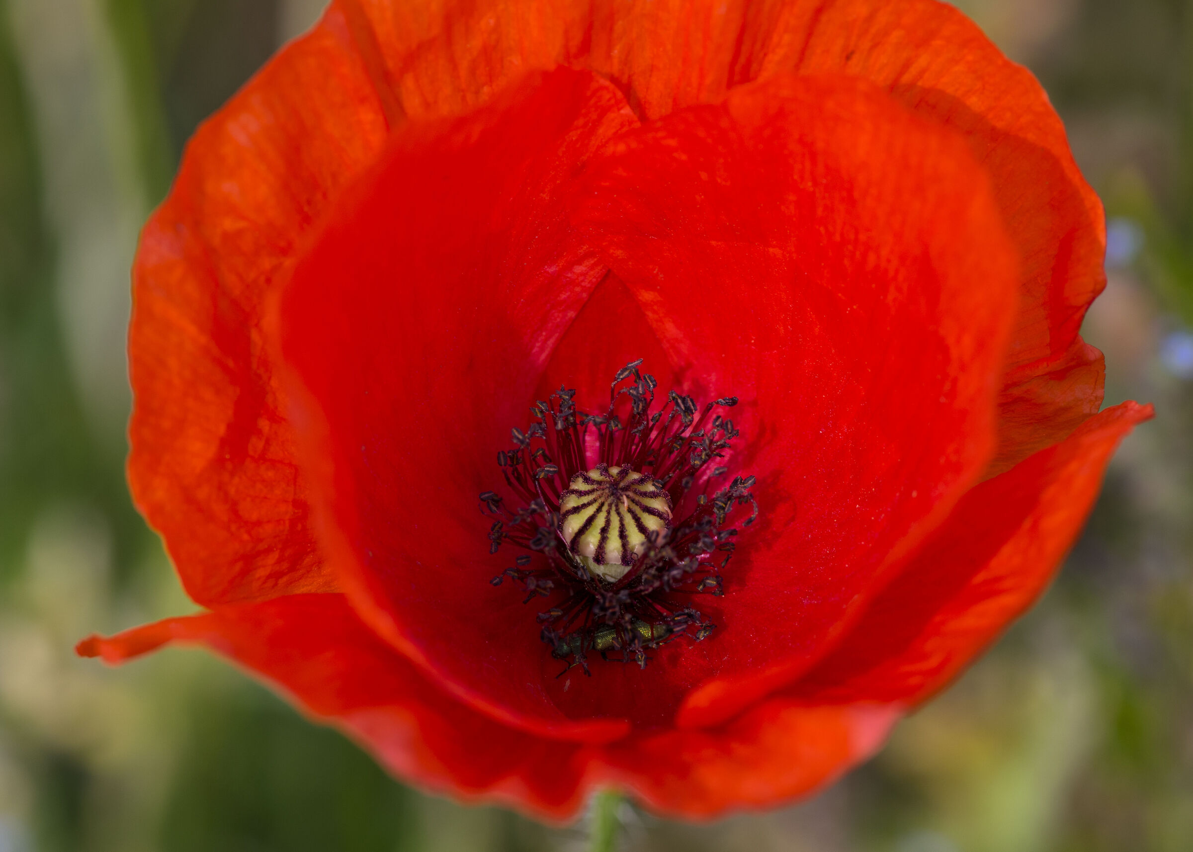 Poppy...