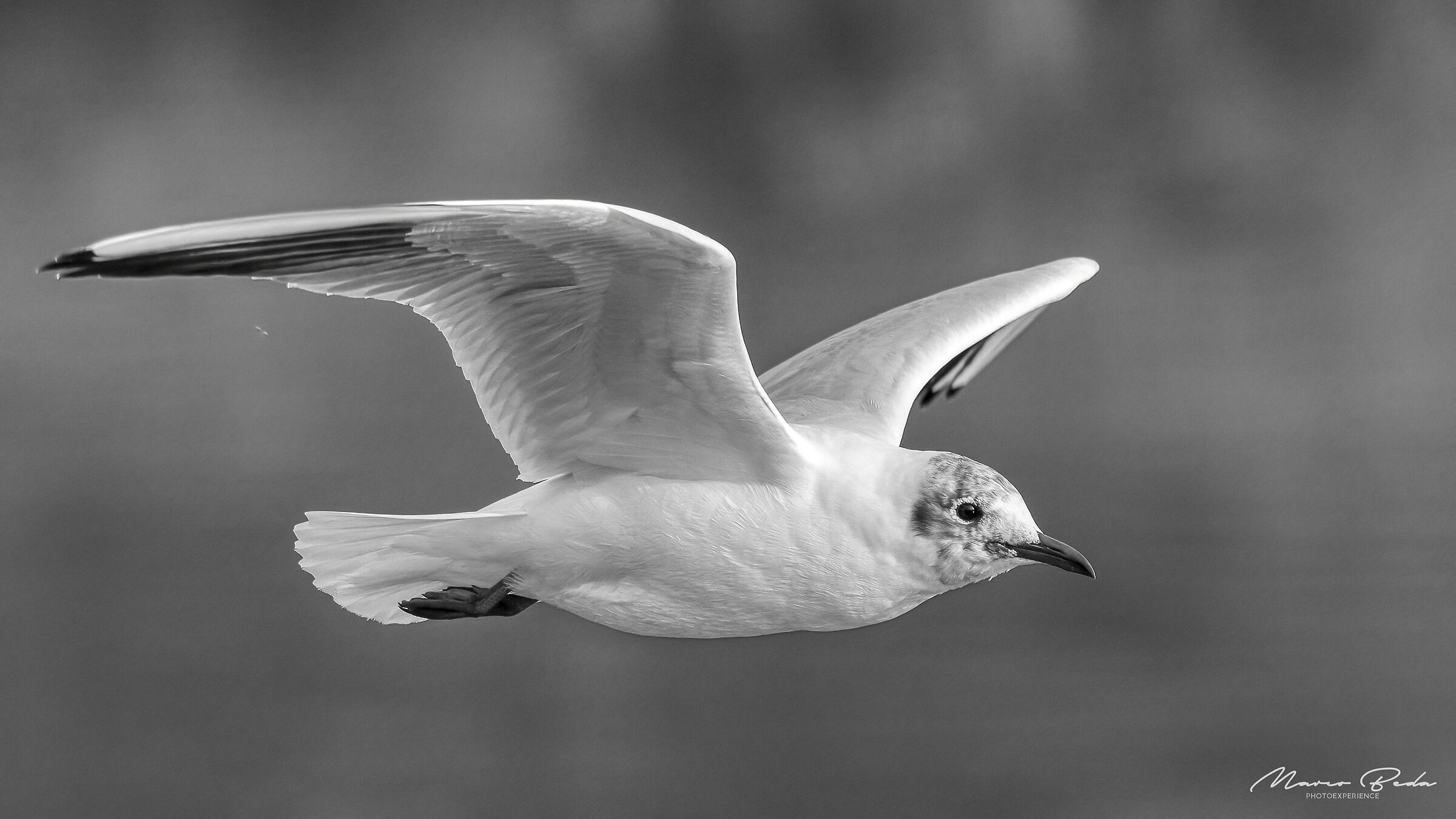 common gull ...