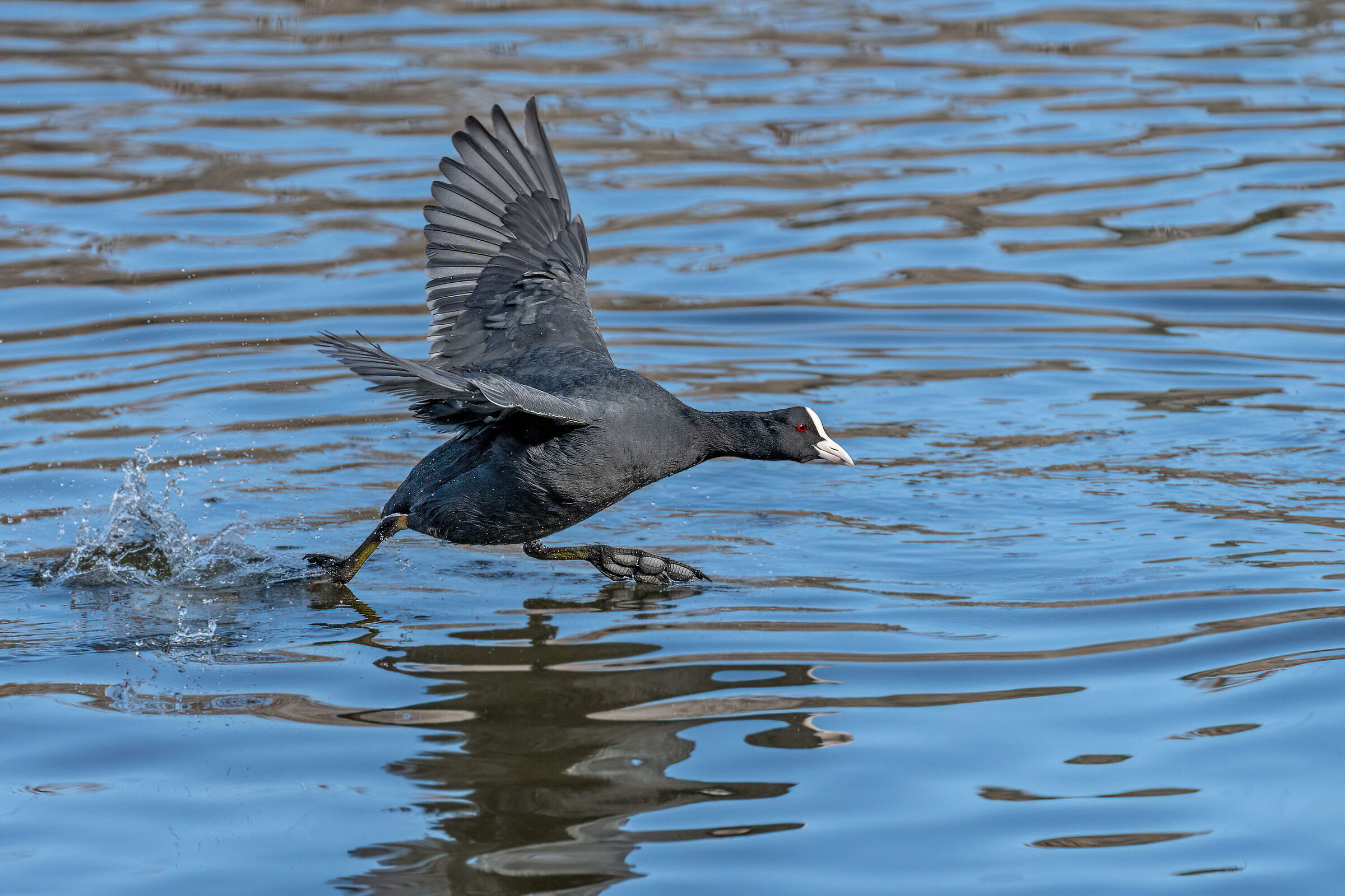 Coot on the run...