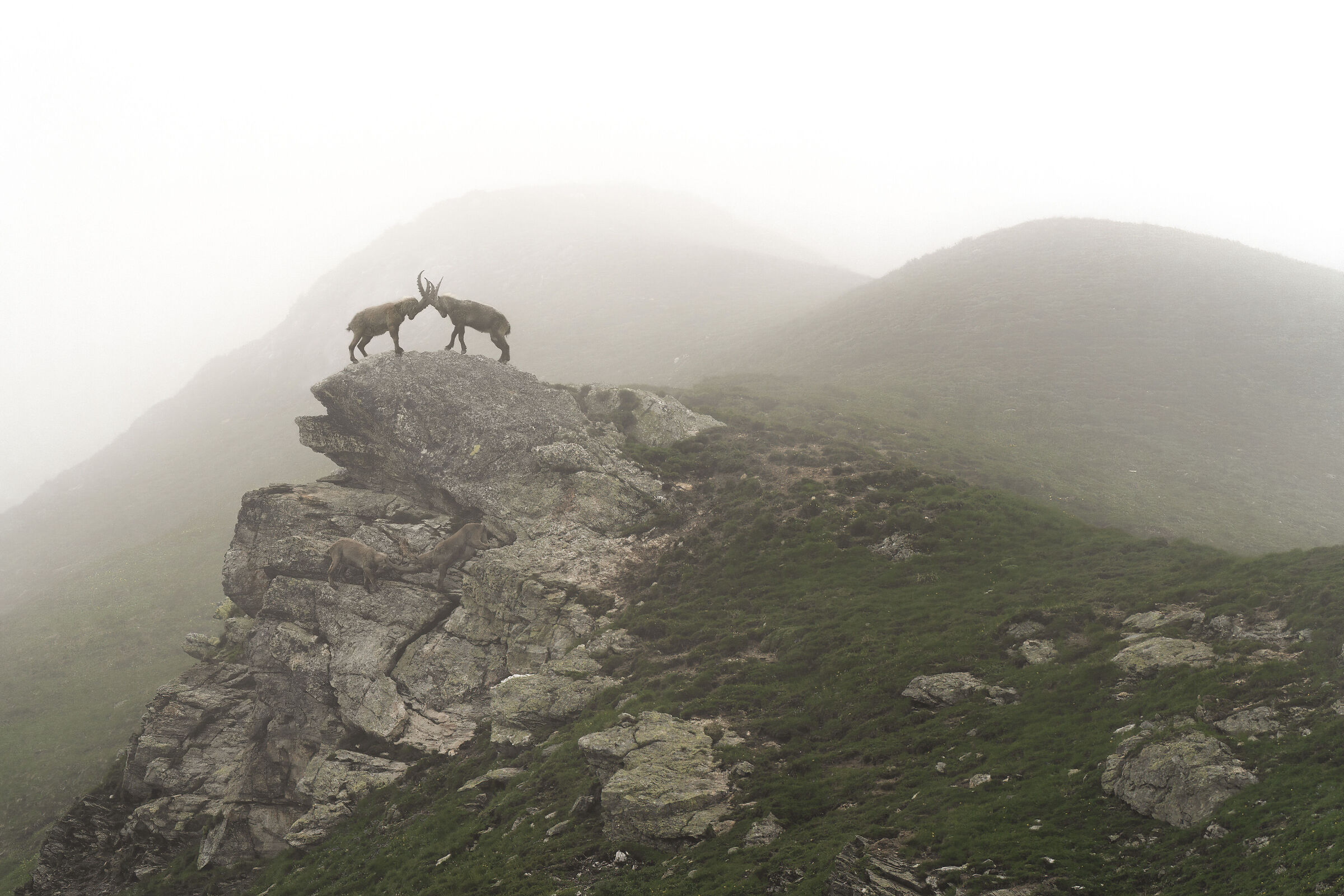 Foggy day at high altitude ...