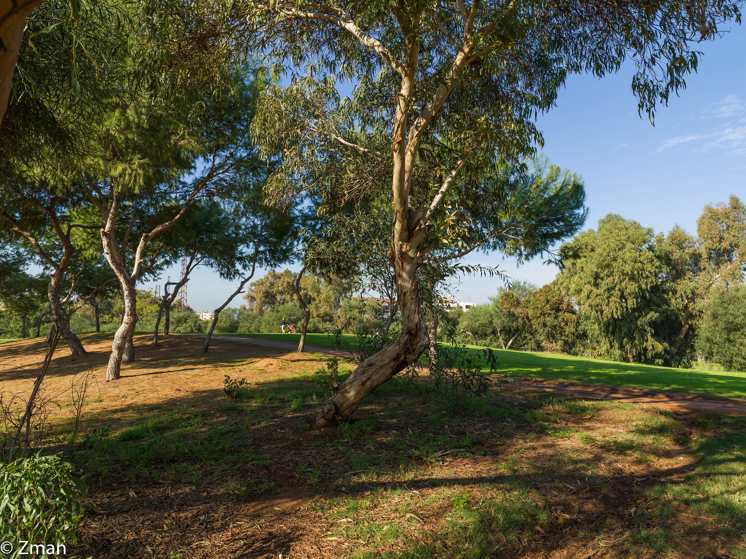 Alberi nel campo da golf libanese...
