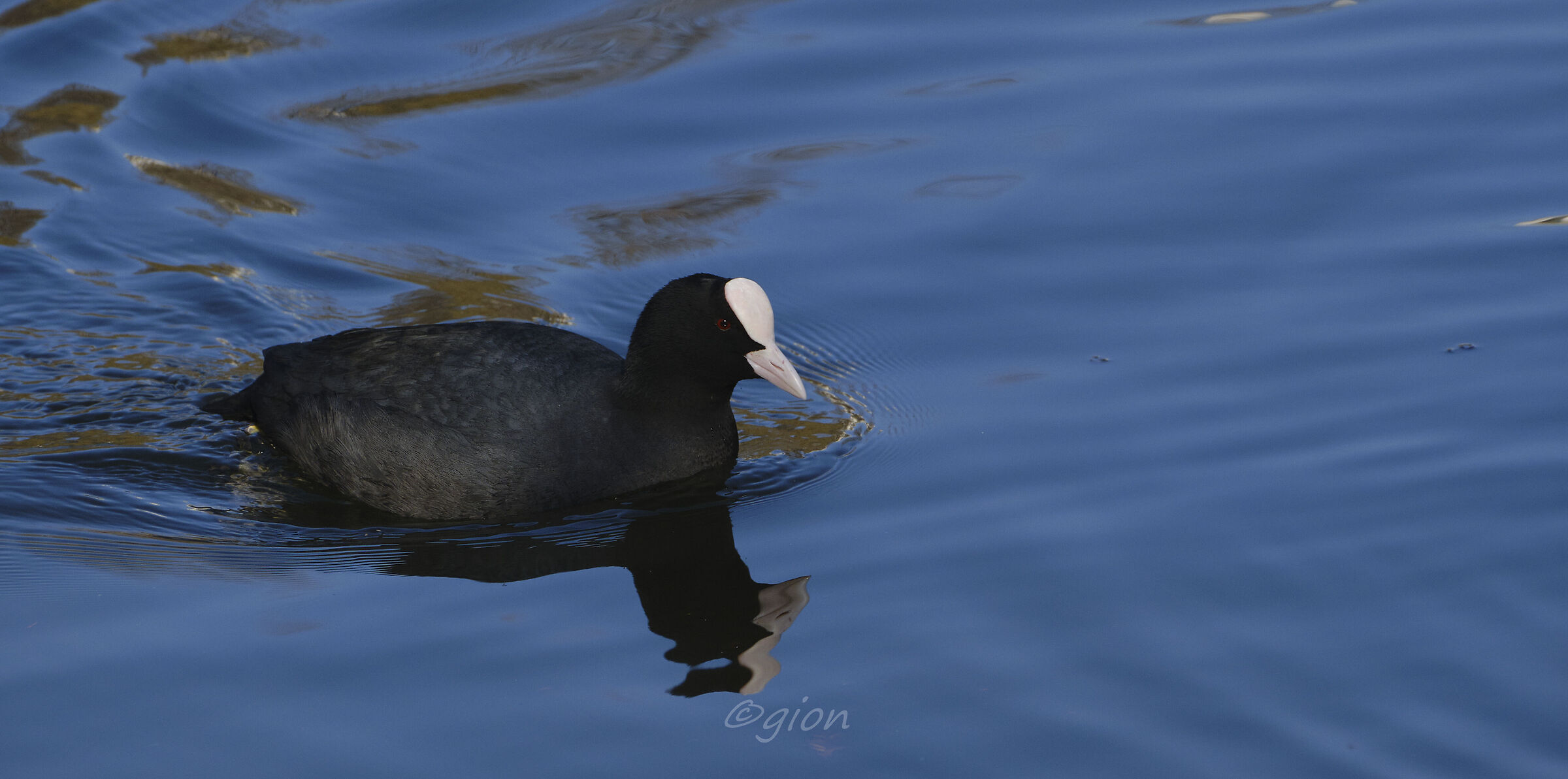 Fulica atra |...