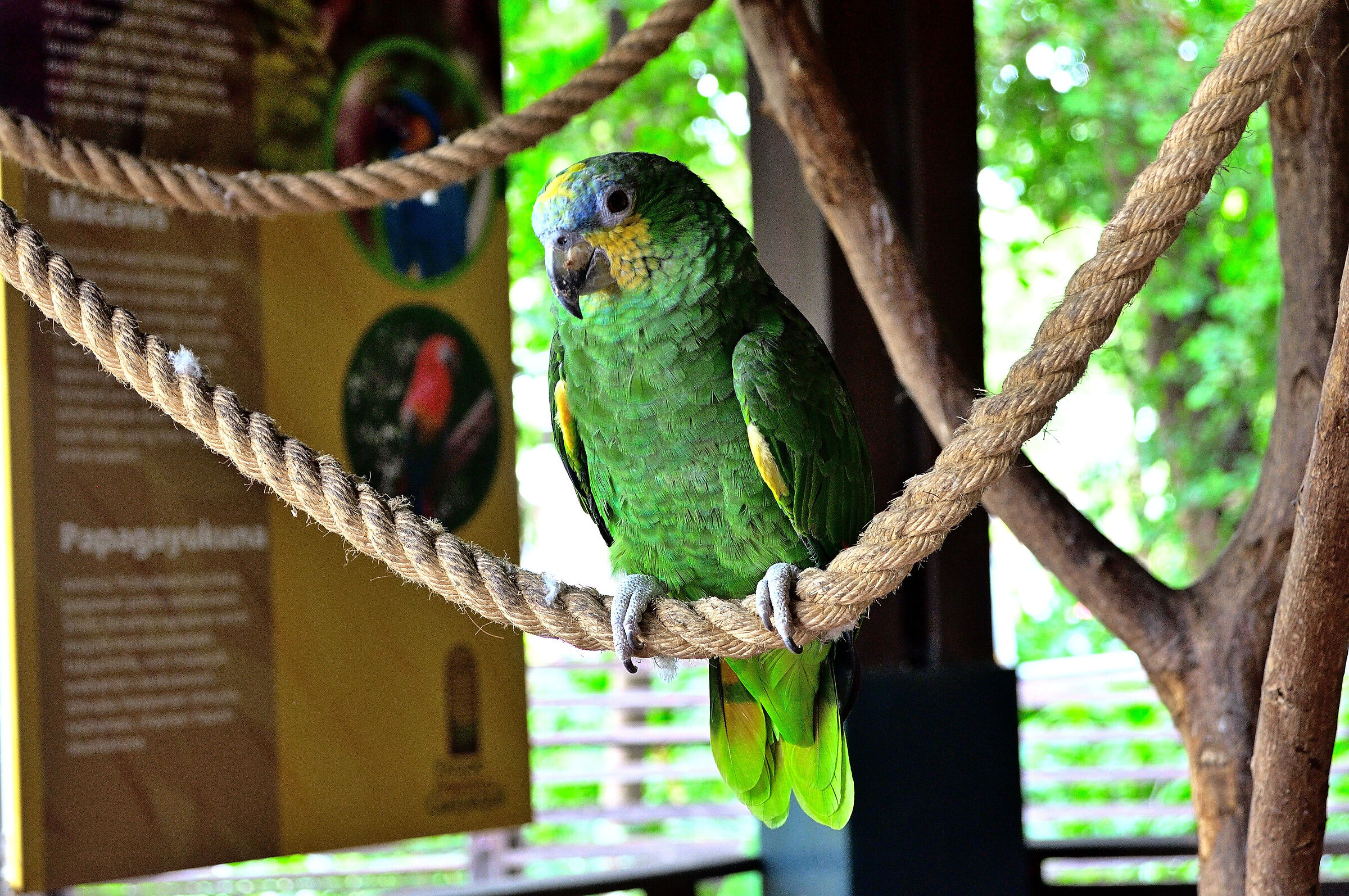 Amazone Parrot...