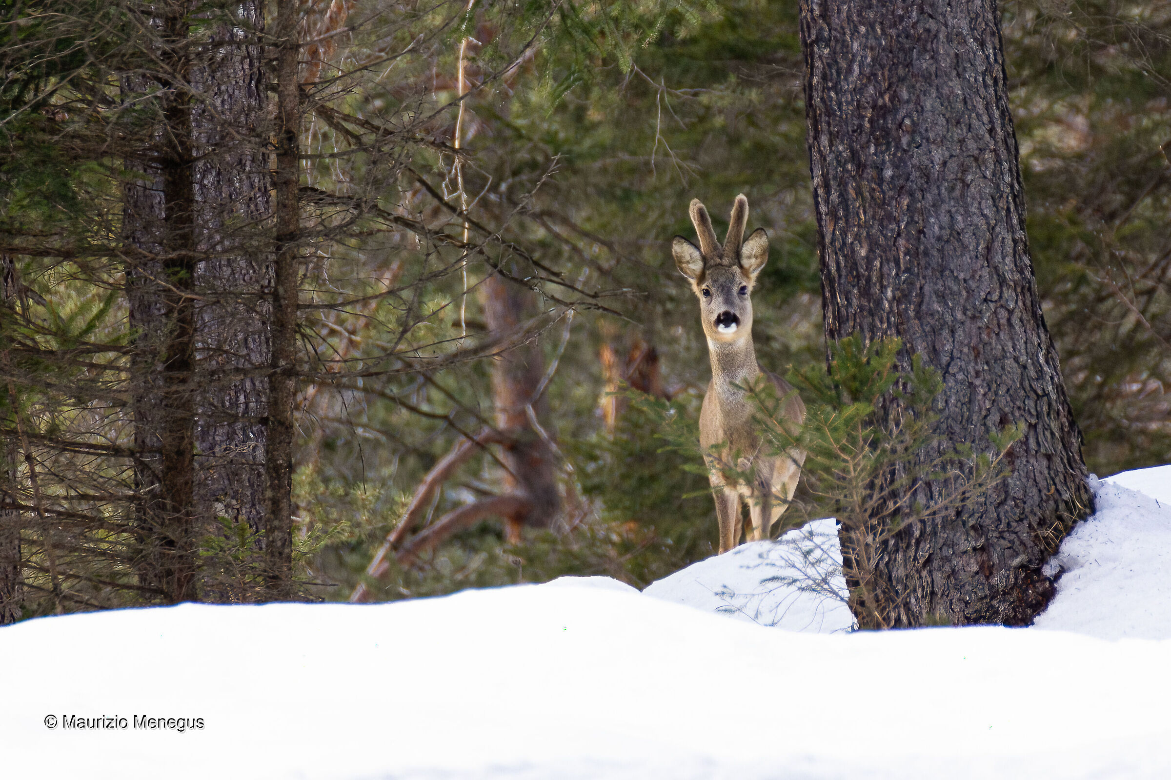 Roe deer - Dolomites...